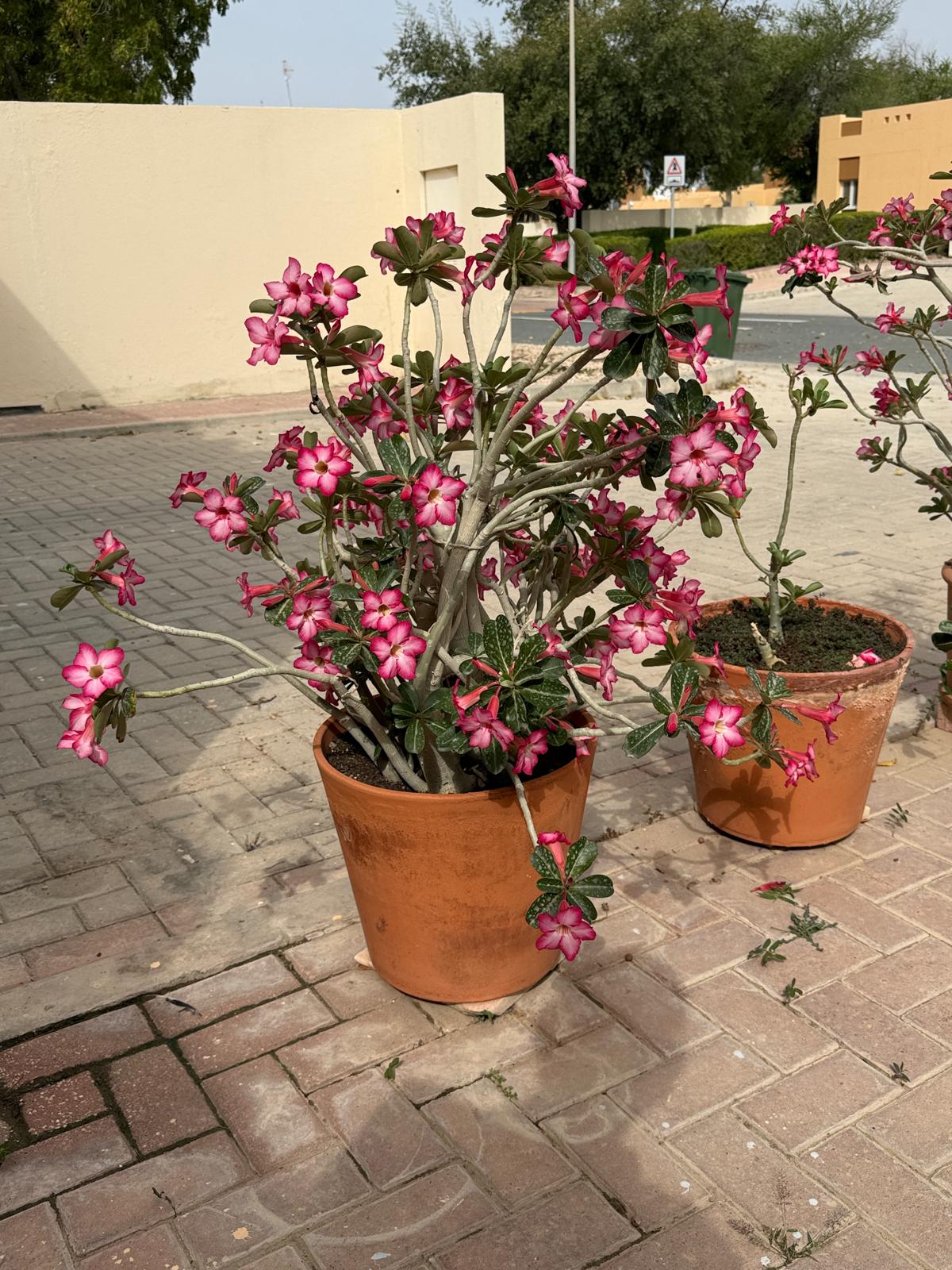 Items for Sale In Al Khor_Furnitures and other things - Image 8