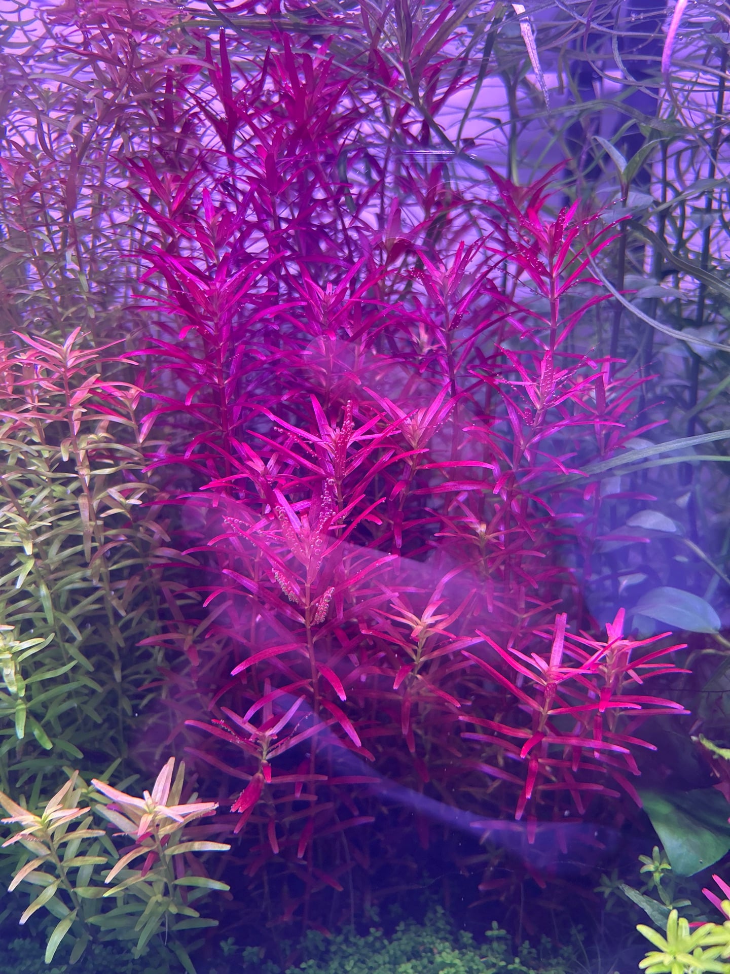 Aquarium Plant Trimmings - Image 1
