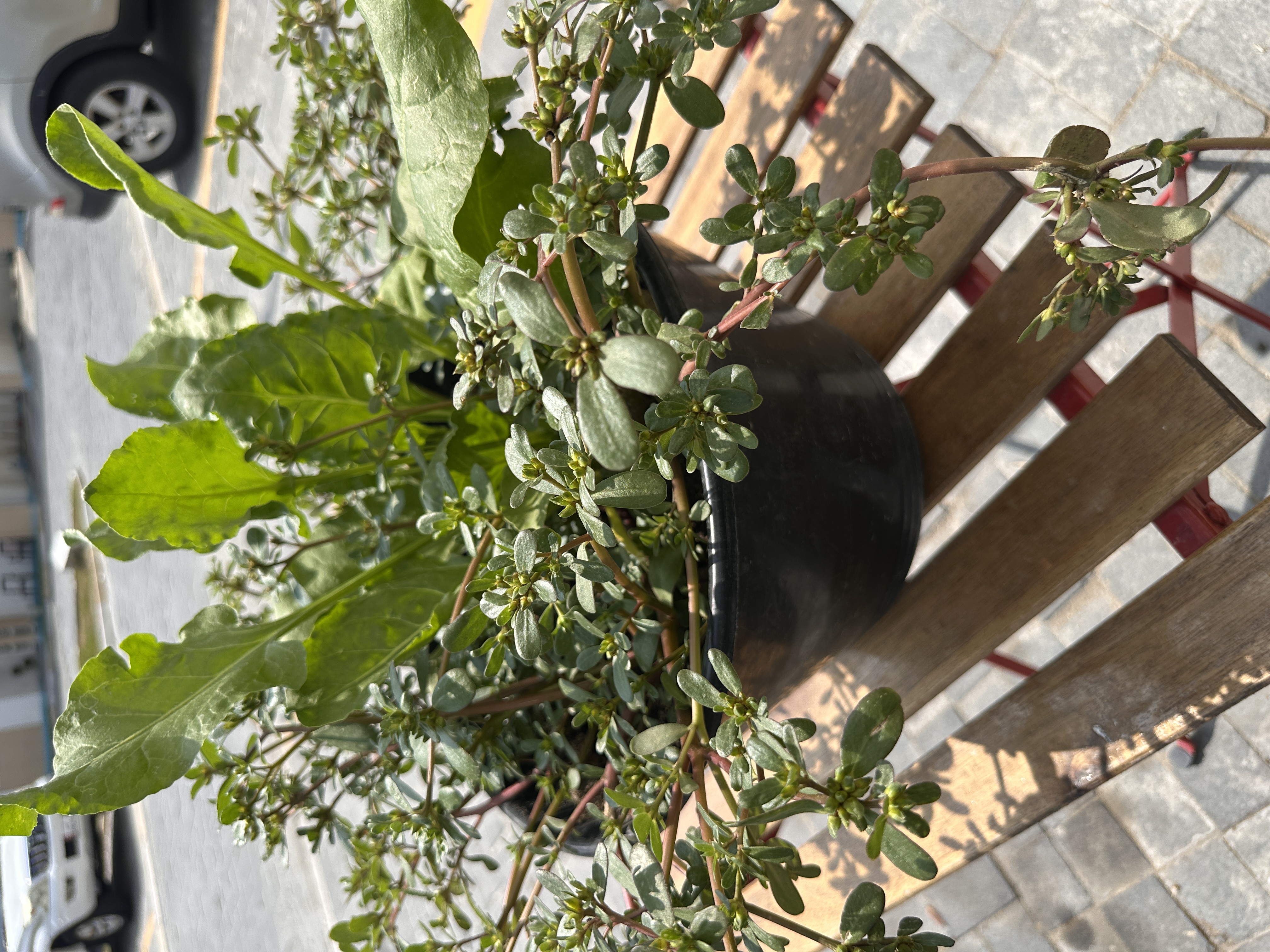Plants for sale low price  - Image 7