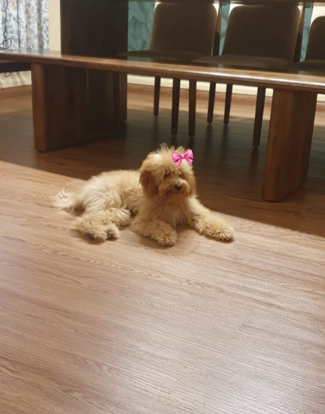 Toy poodle - Image 4