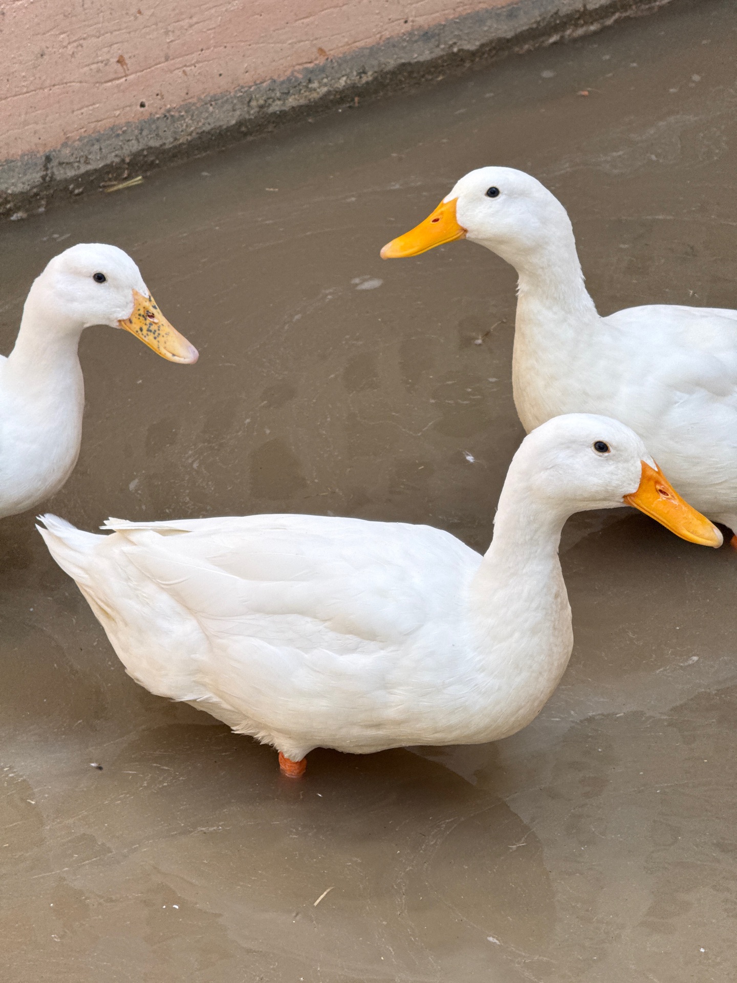 Ducks on Sale - Image 1