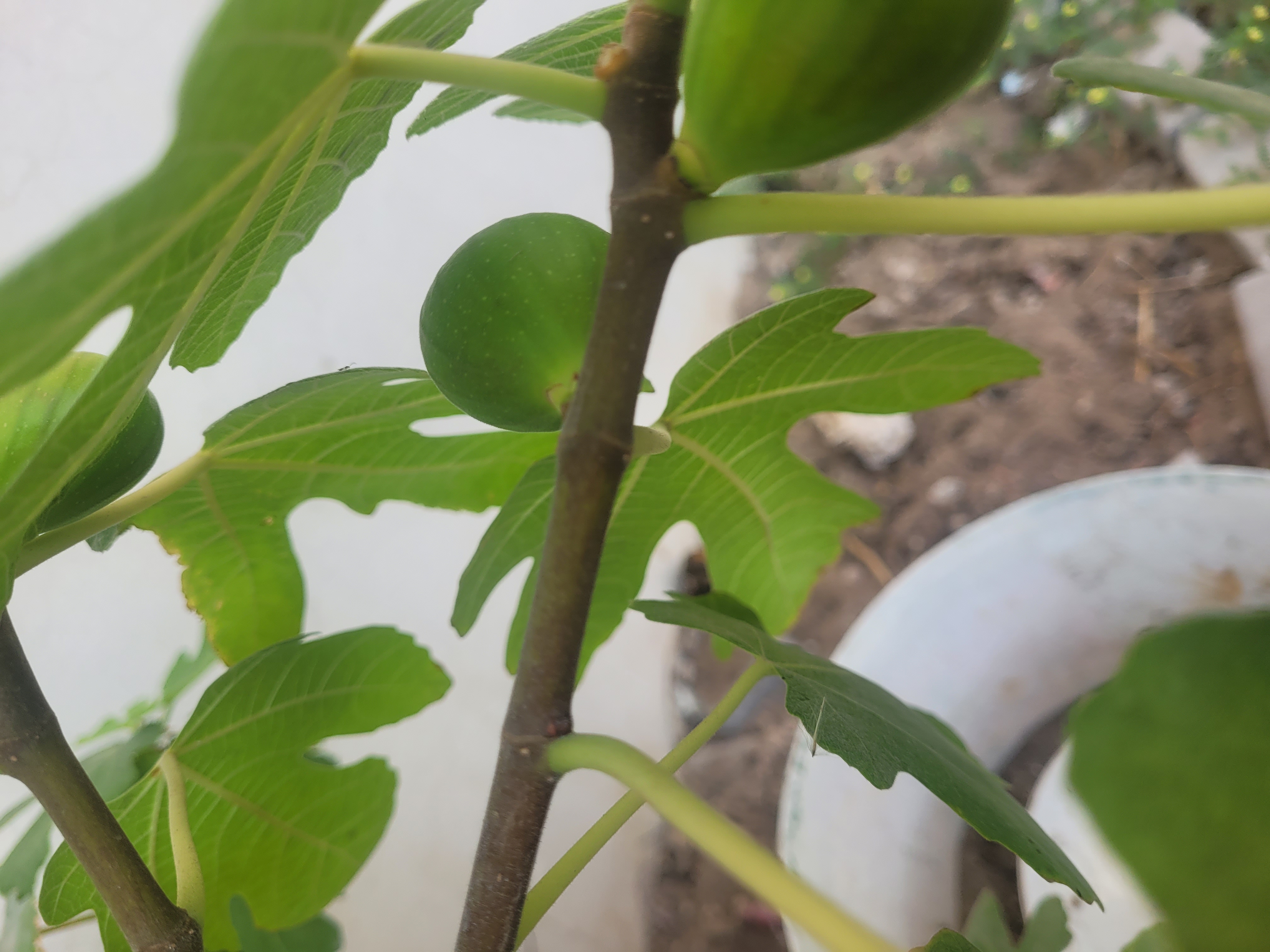 Plant  - Image 6