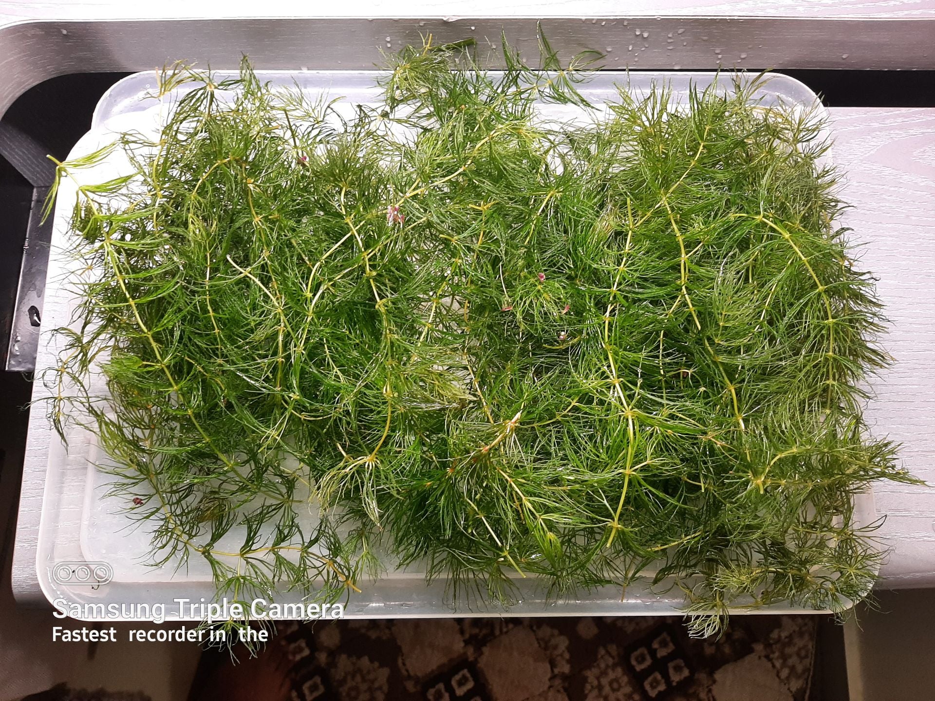 Aquatic plants on sale - Image 2