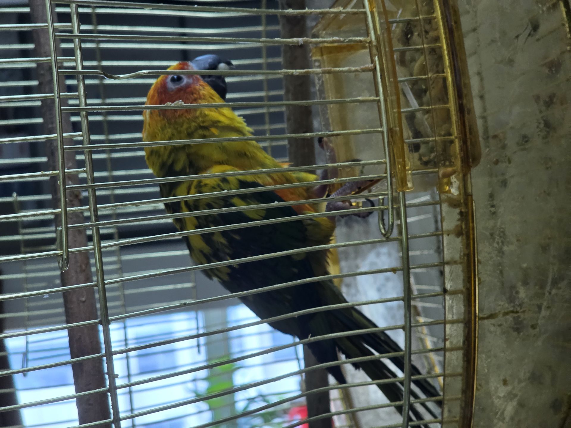 Mango parrot (sunconure) 8 months old - Image 4