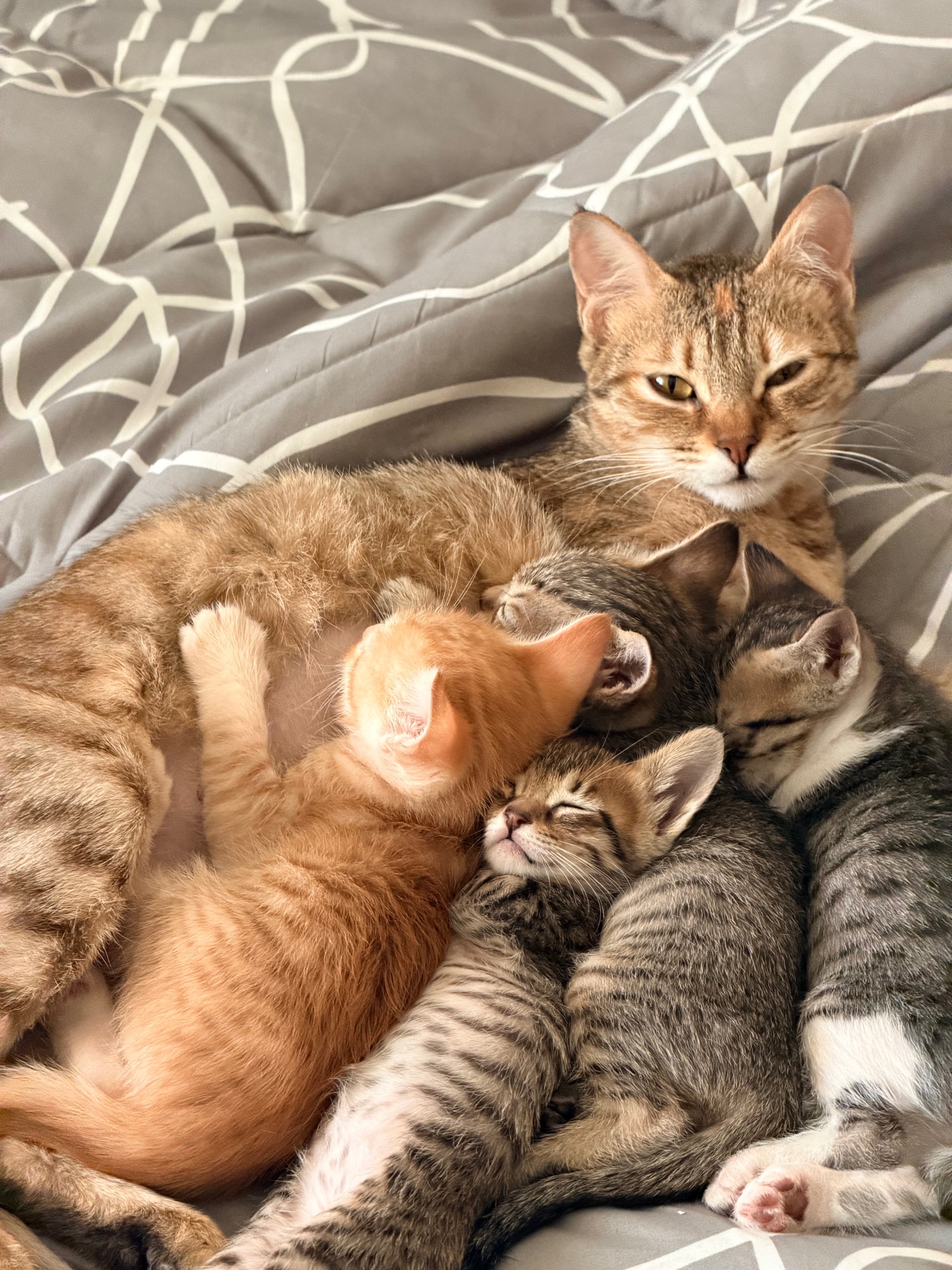 Kittens - Image 1
