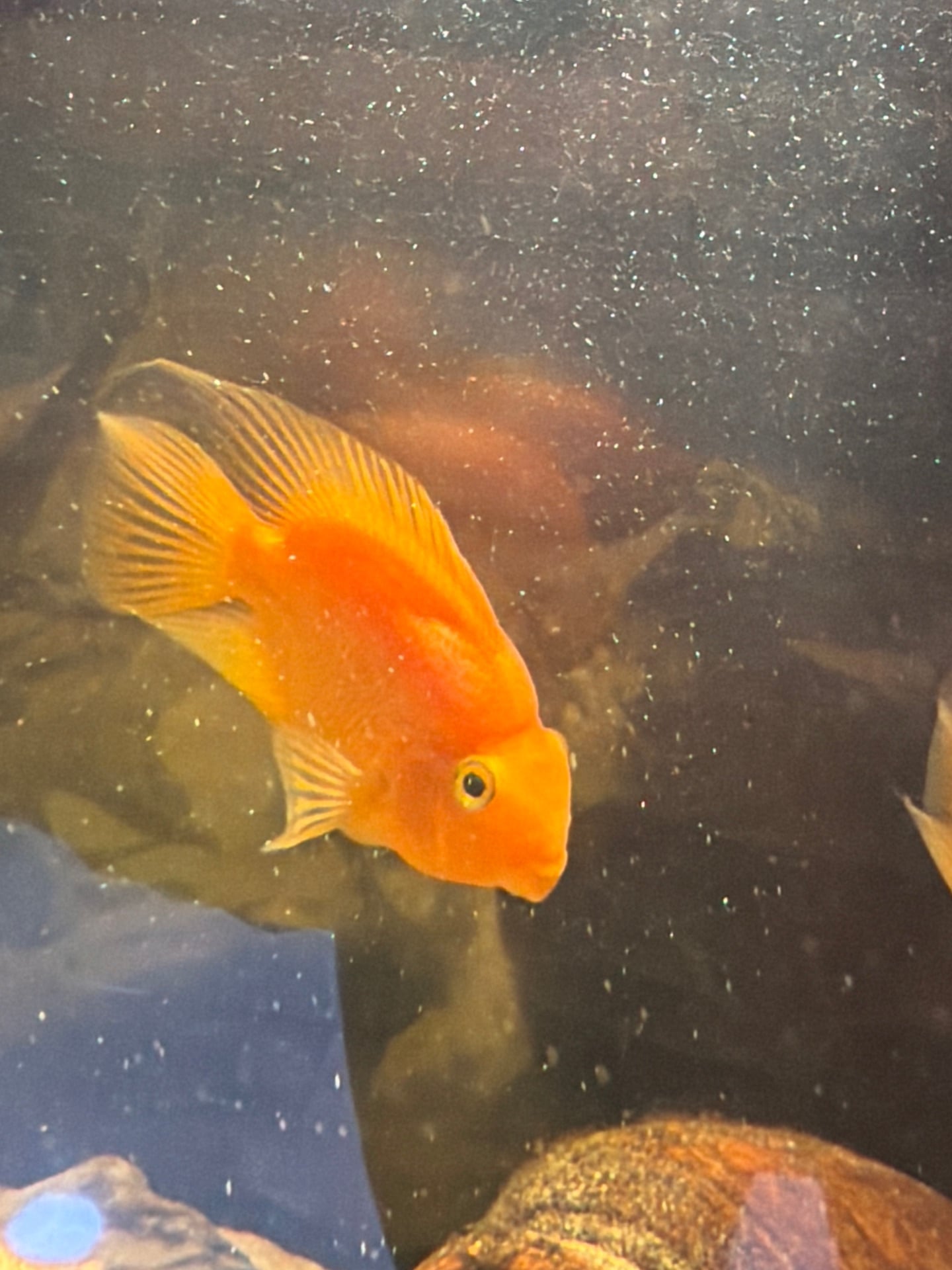Parrot fish for sale - Image 2
