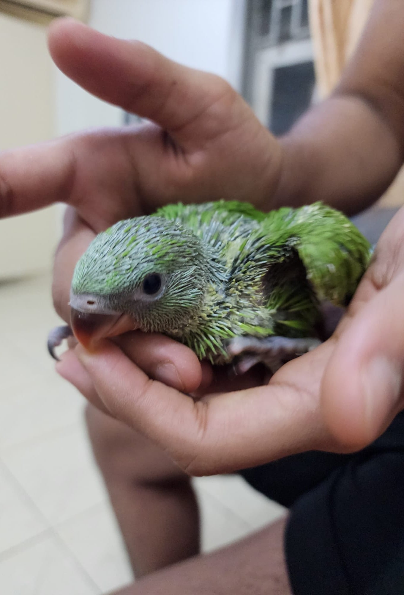 Indian Ring net Parrot (Hand feeding Babies) - Image 7