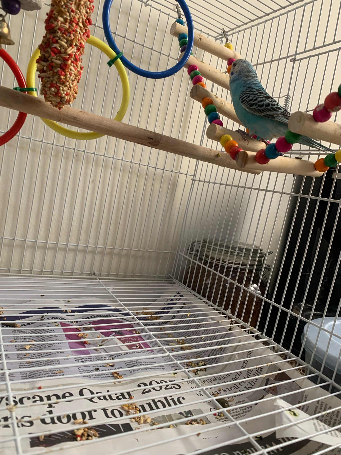 Budgie - 5 Month Old - Image 2