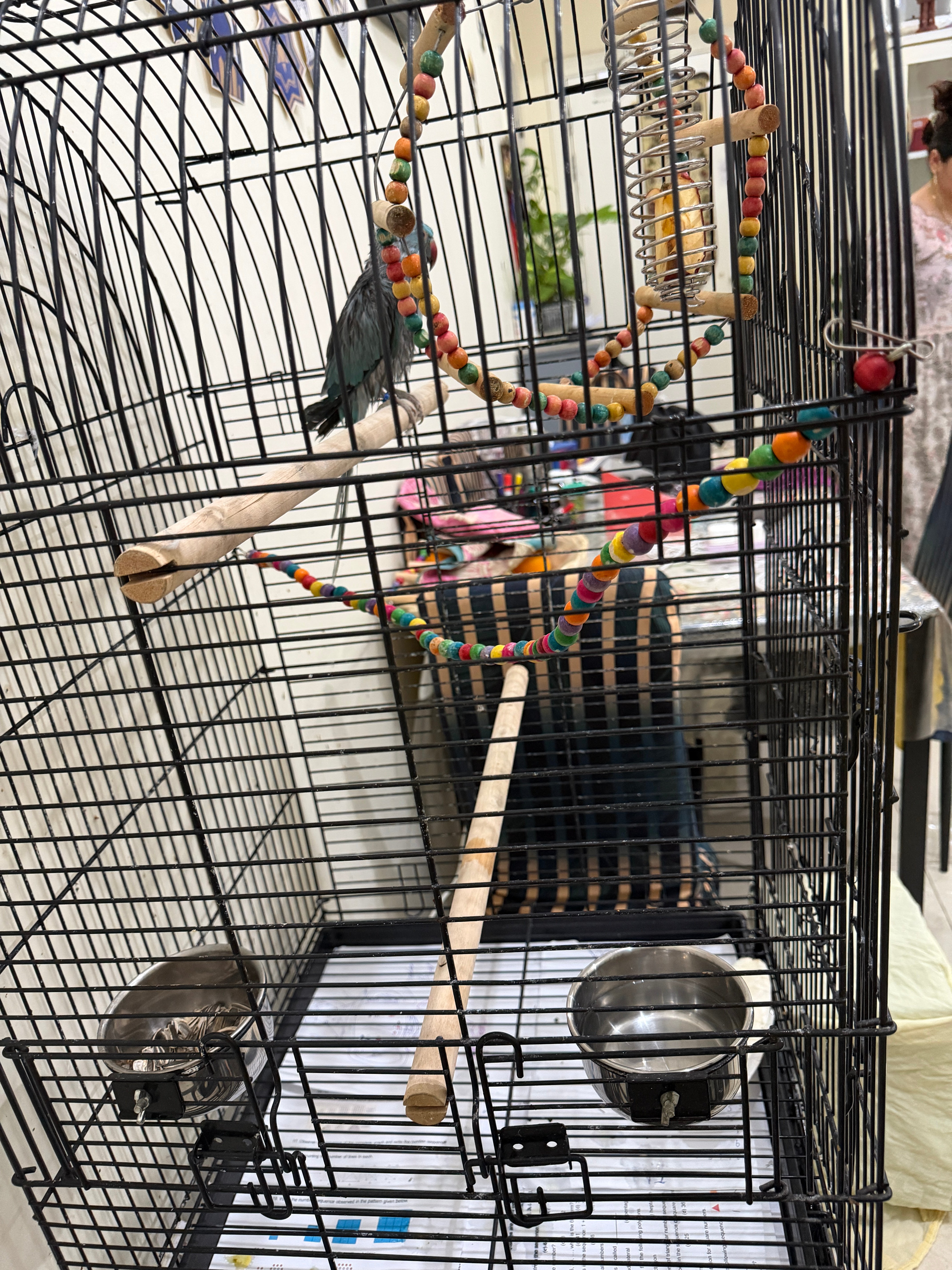 Parrots for Sale with Cages & Accessories - Image 1