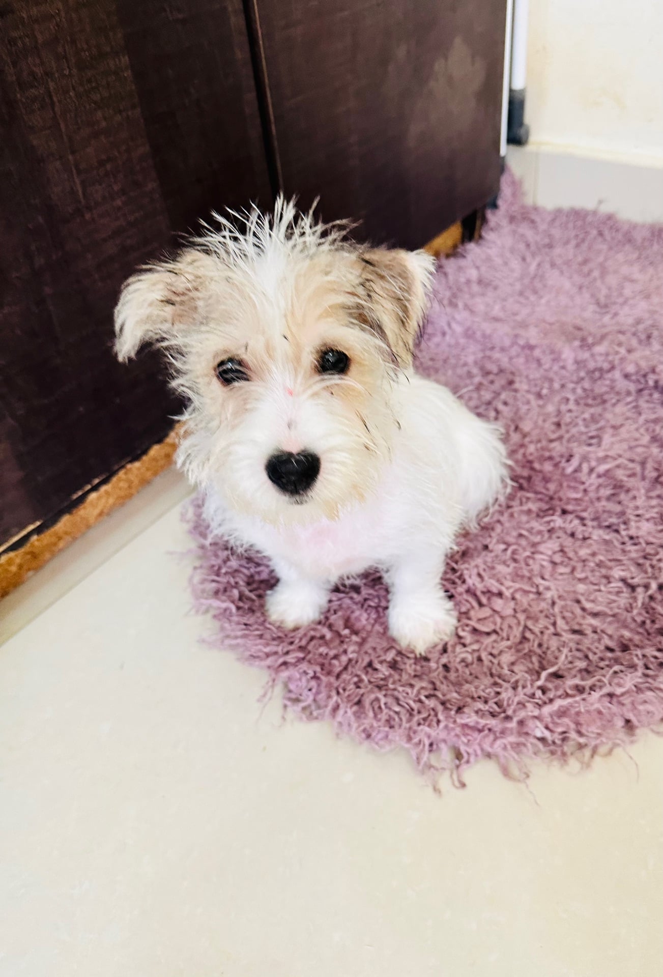 Jack Russell Terrier - Image 1