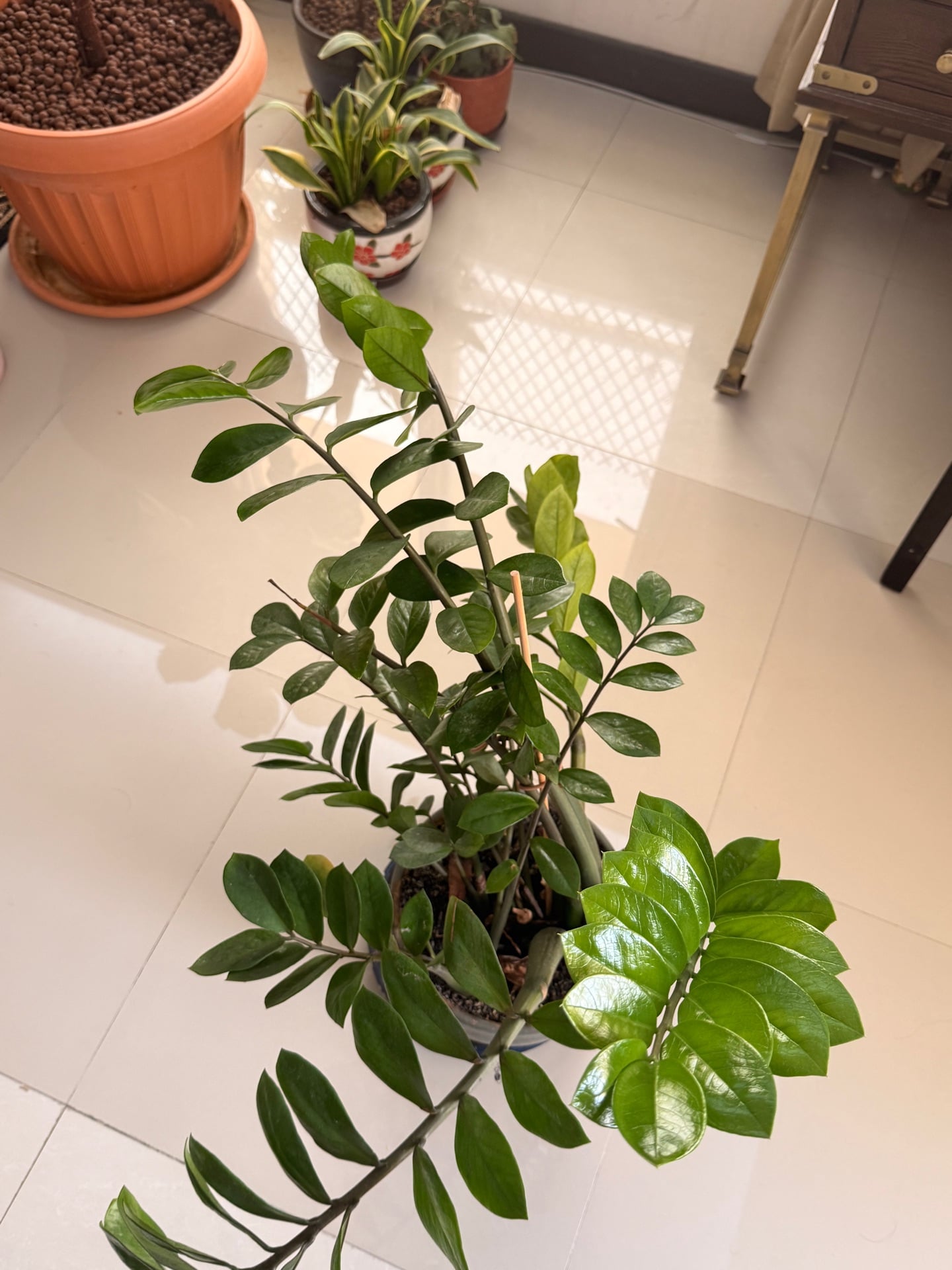 ZZ PLANT - Image 4