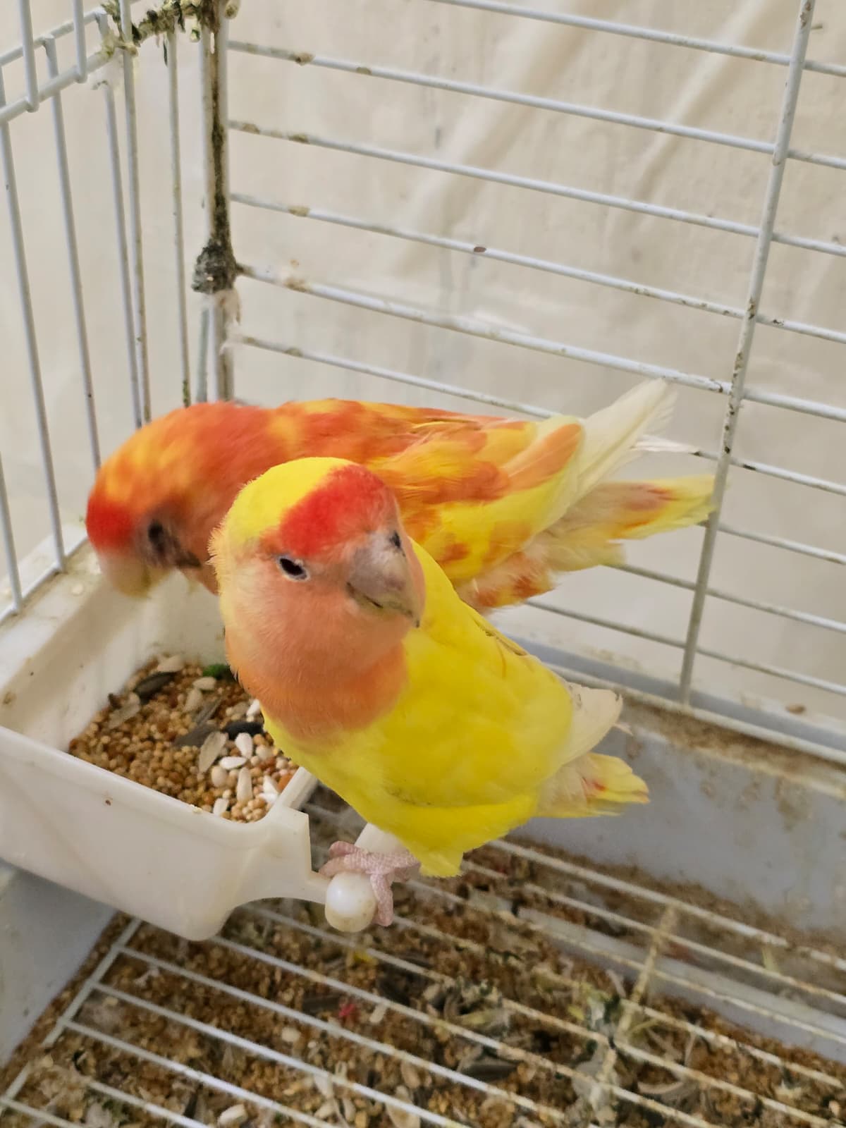 2 African love birds with cage for sale - Image 6