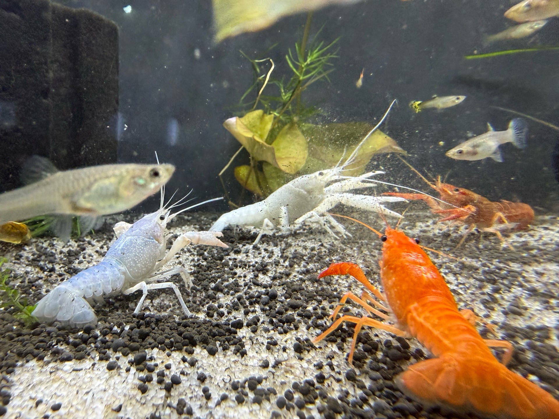Glow tetra & golden tetra - Image 4