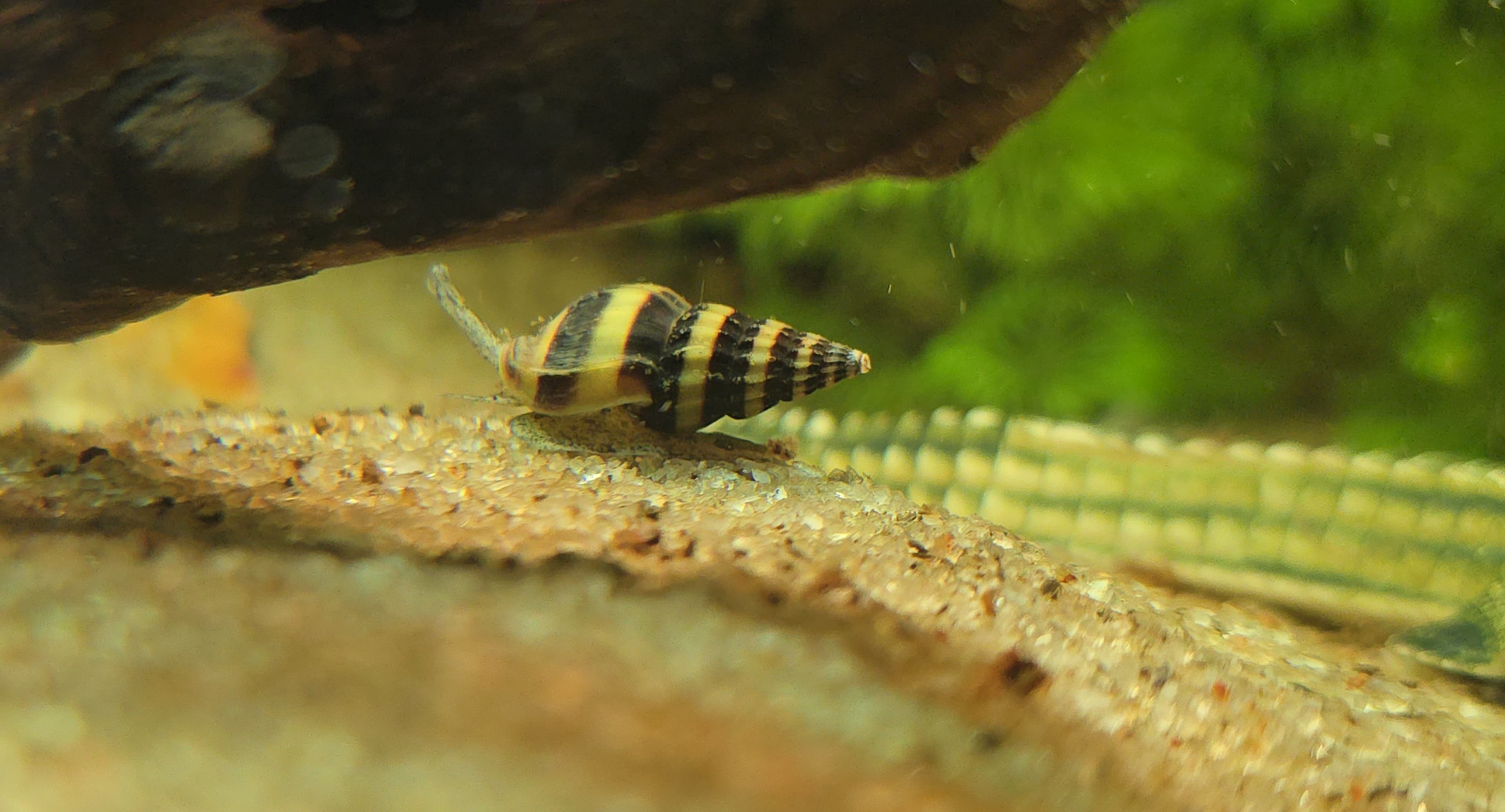 Assasin snail for Aquarium / Fish tank - Image 1