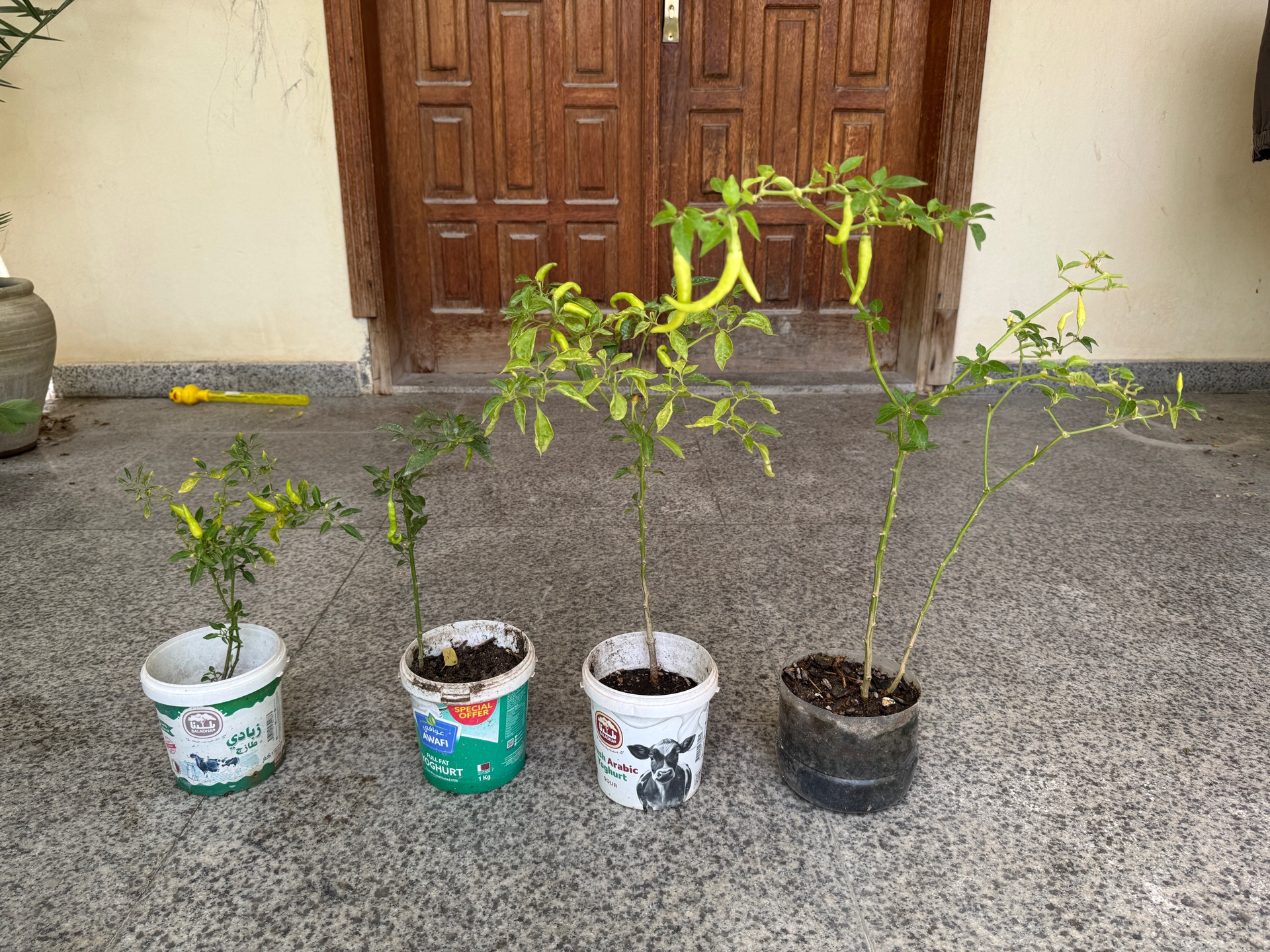 Plants for sale - Image 8