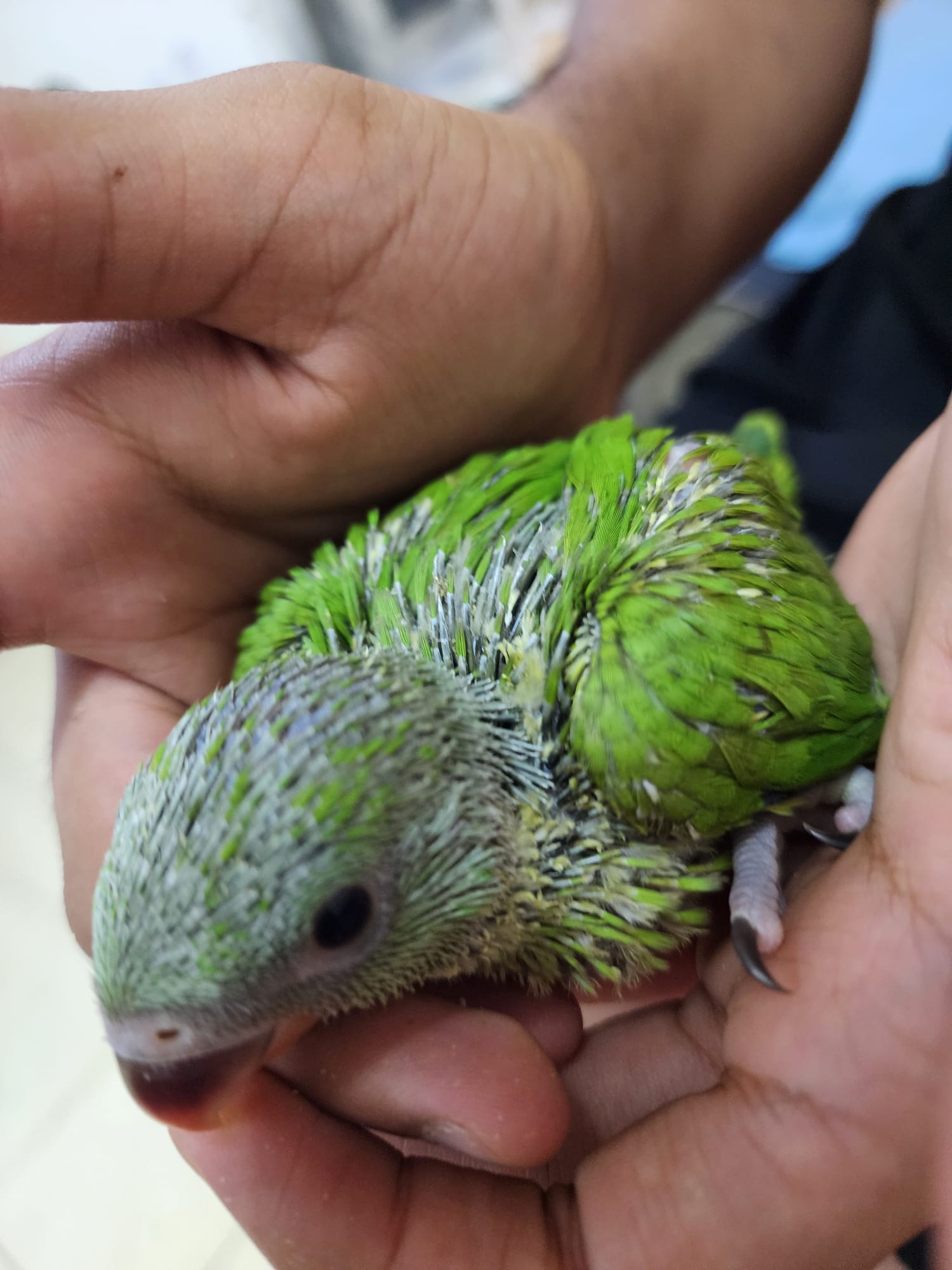 Indian Ring net Parrot (Hand feeding Babies) - Image 8