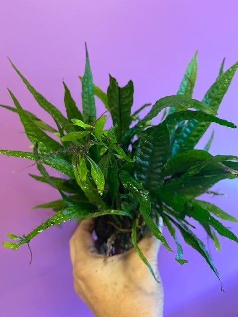 Aquarium Fish tank Live plants sale - Image 1