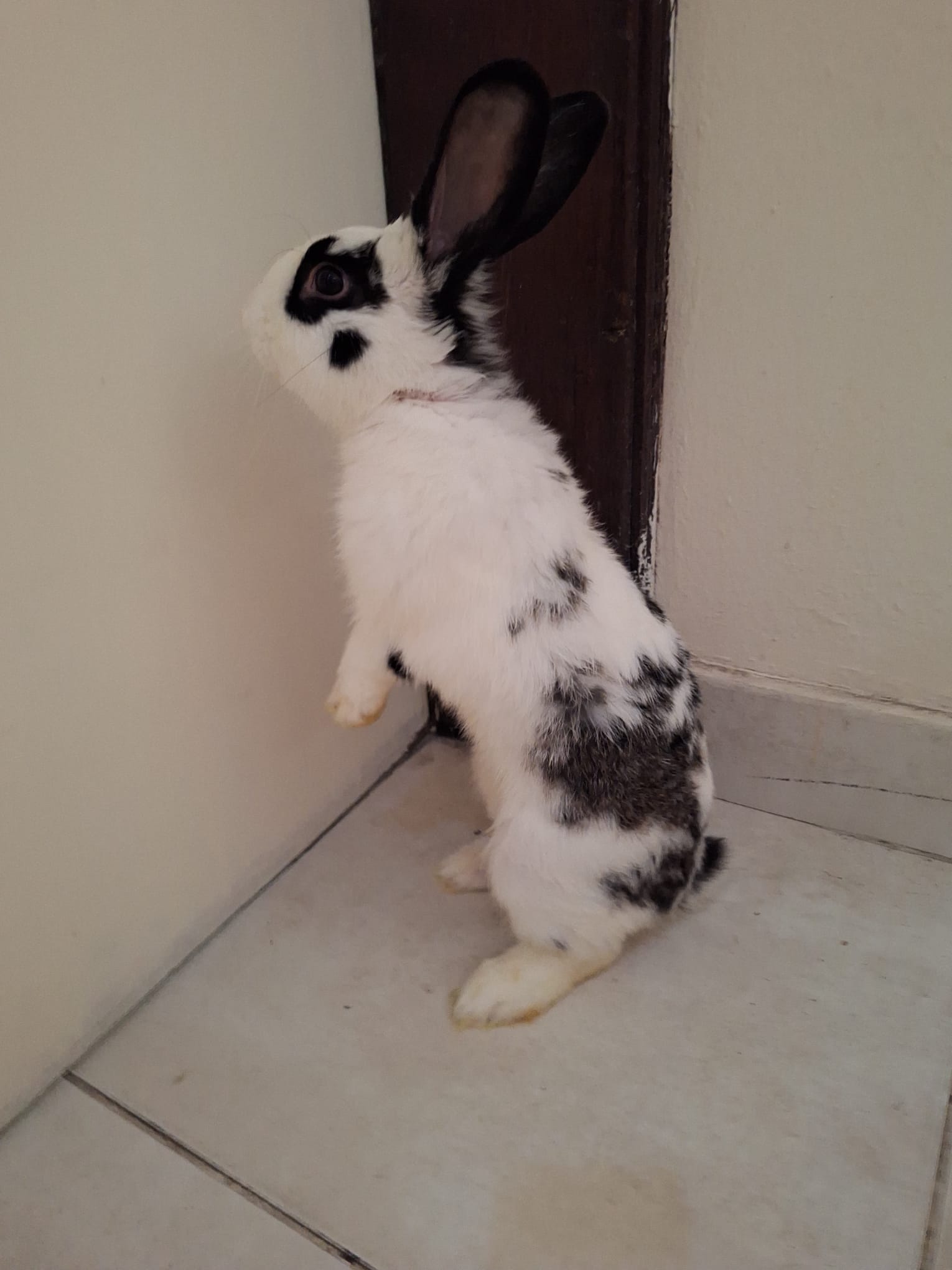  Male rabbit 6 Months old for sale  - Image 2