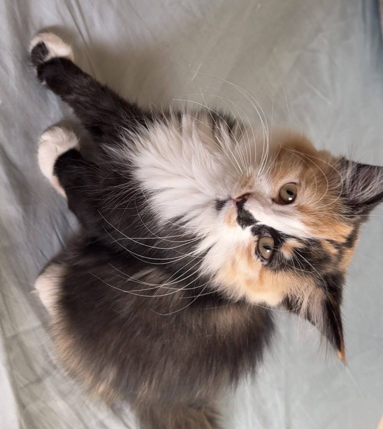 Female Kitten for Adoption - Image 1