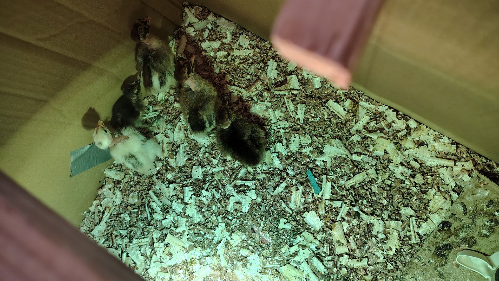 home Baladi chicks for sale  - Image 4