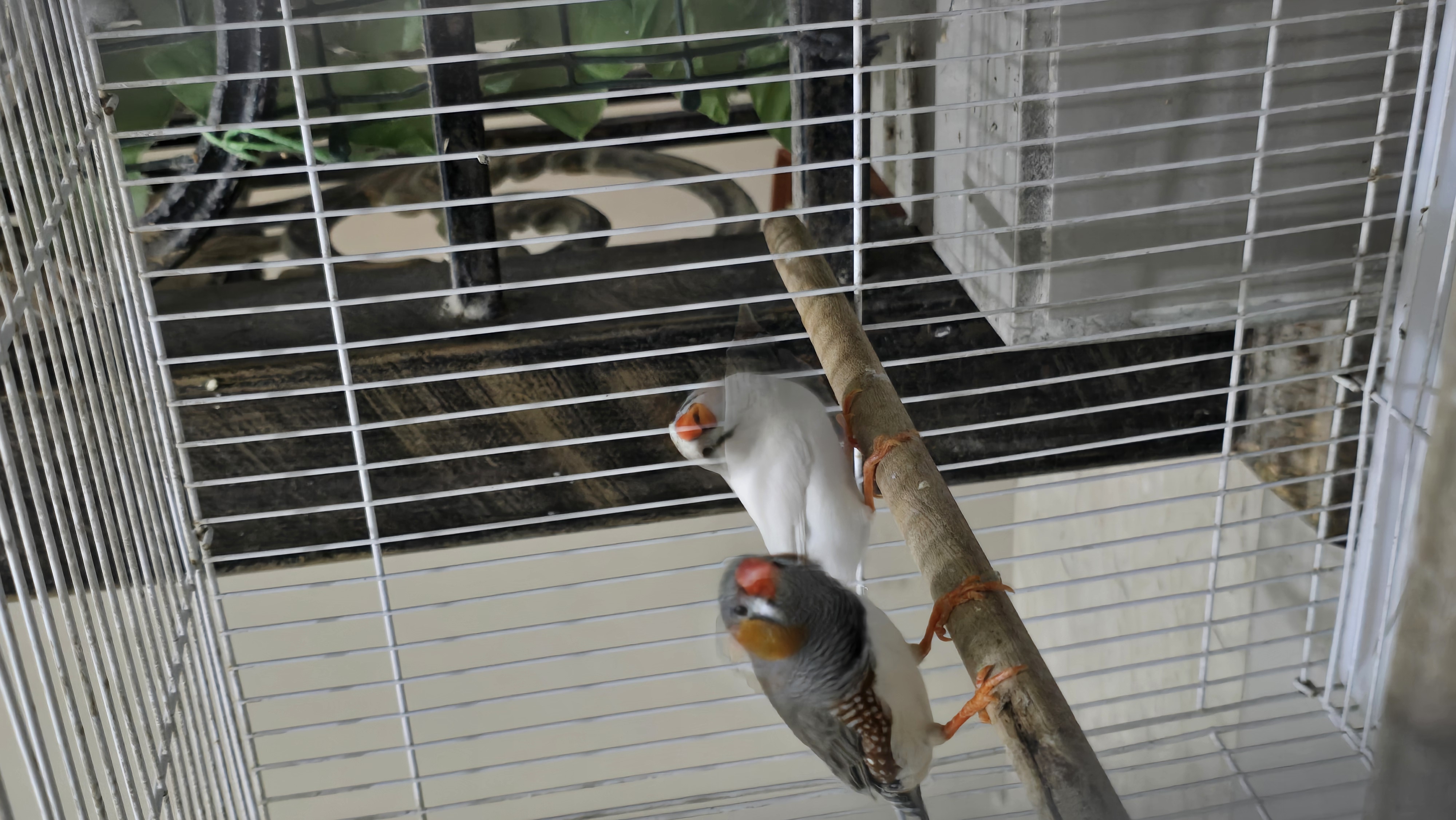 Bird (Finches) - Image 2