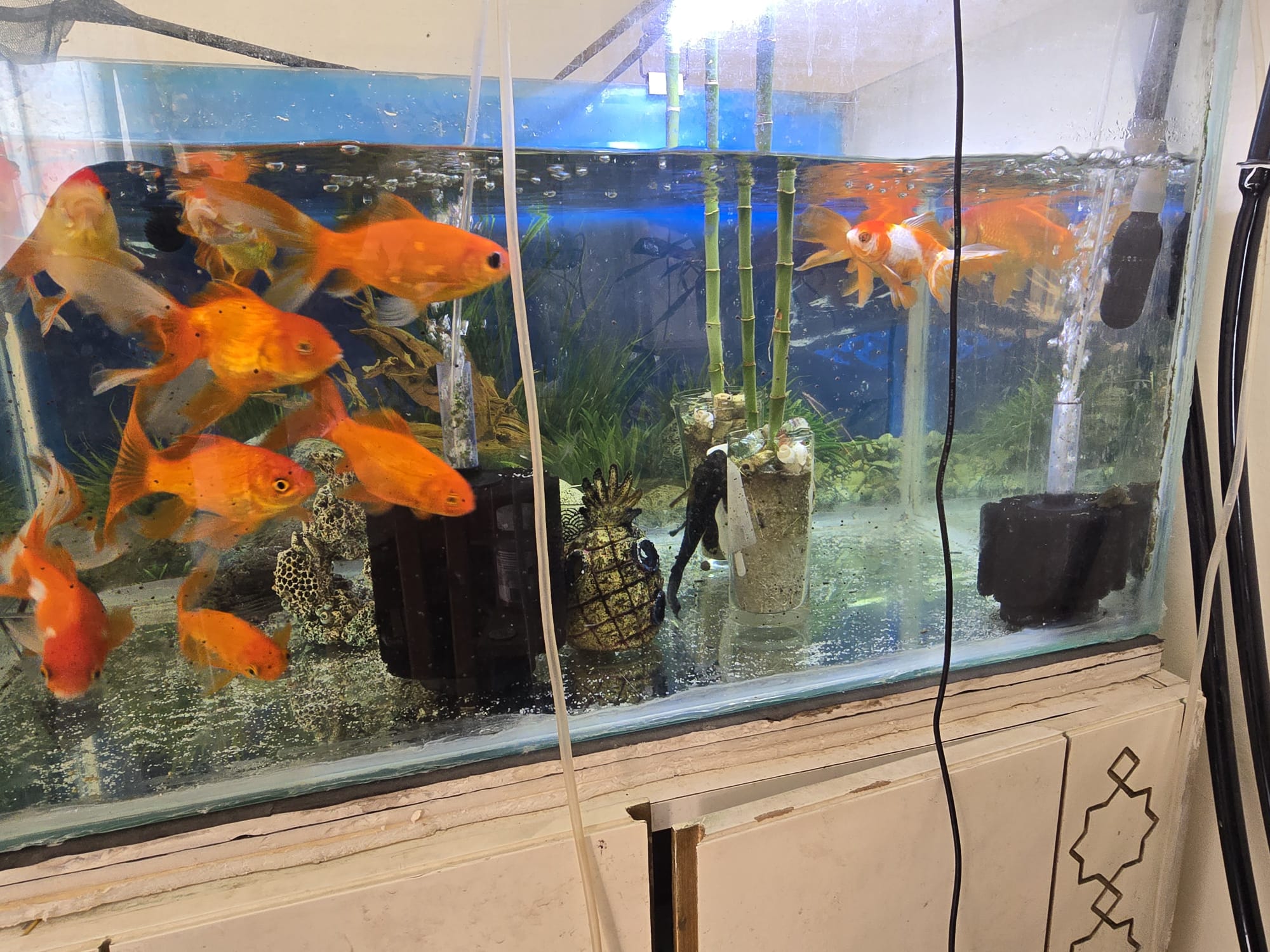 Big Size Gold Fish 10 Nos  - Image 2
