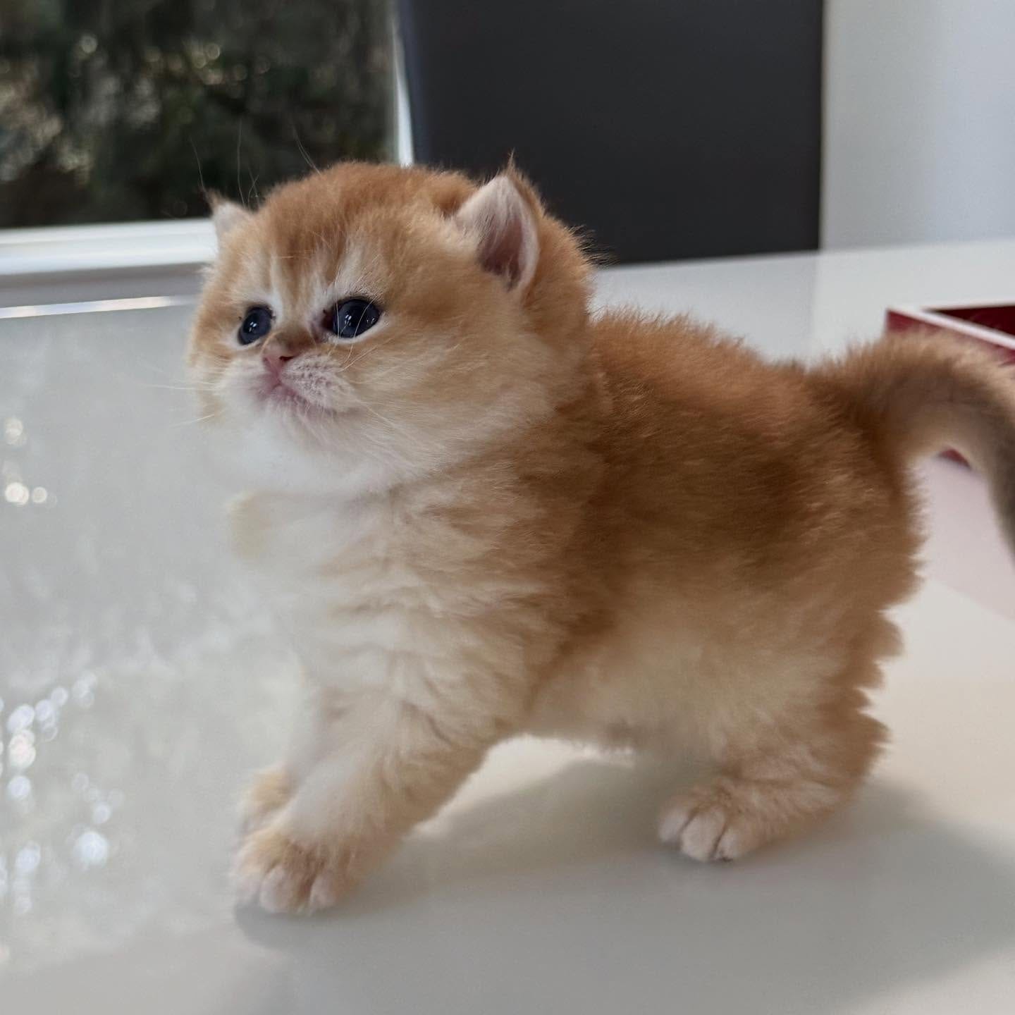 Adorable British Shorthair Kittens - Image 1