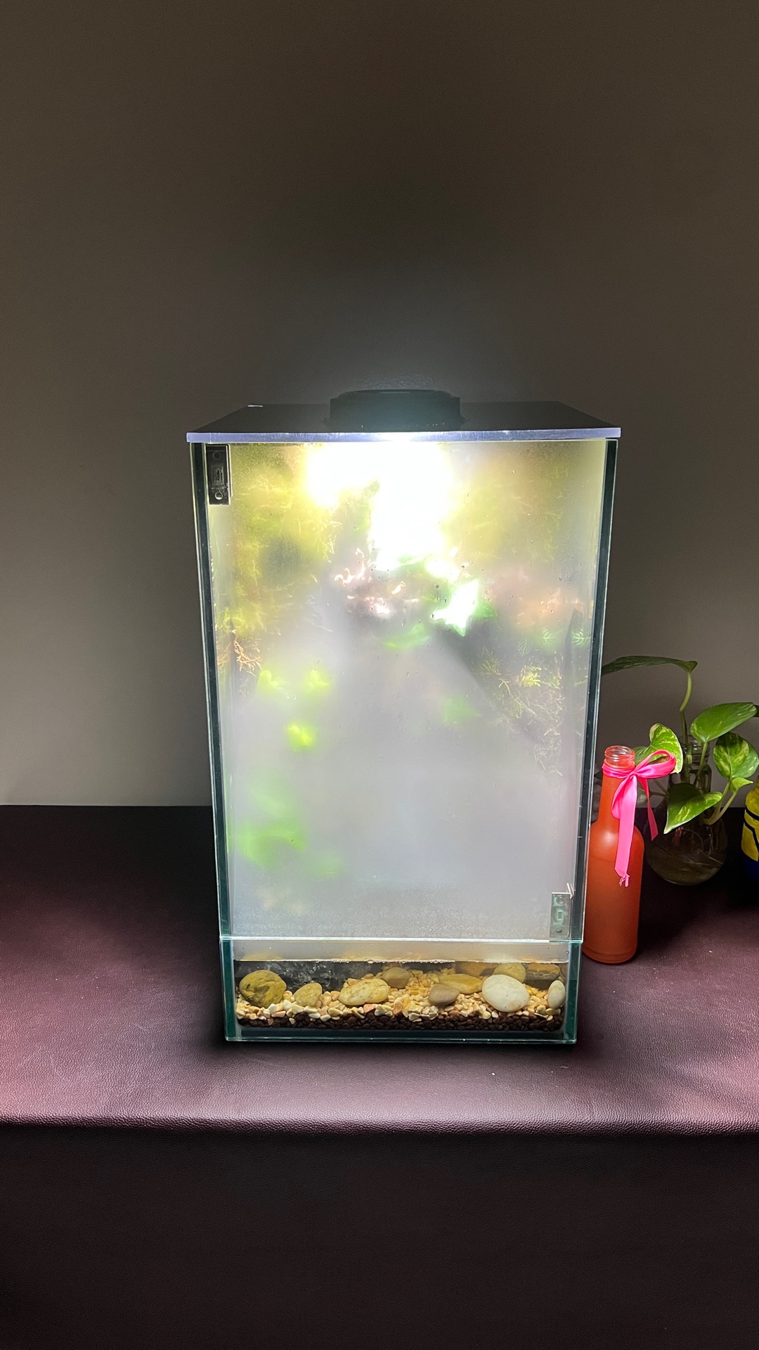  paludarium/terrarium for sale  - Image 10