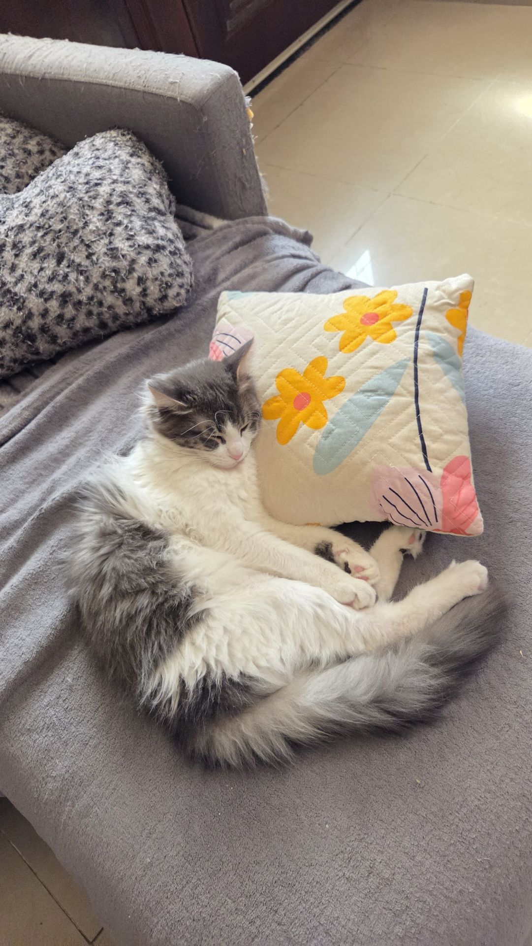 Two playful cats searching for a loving home - Image 3