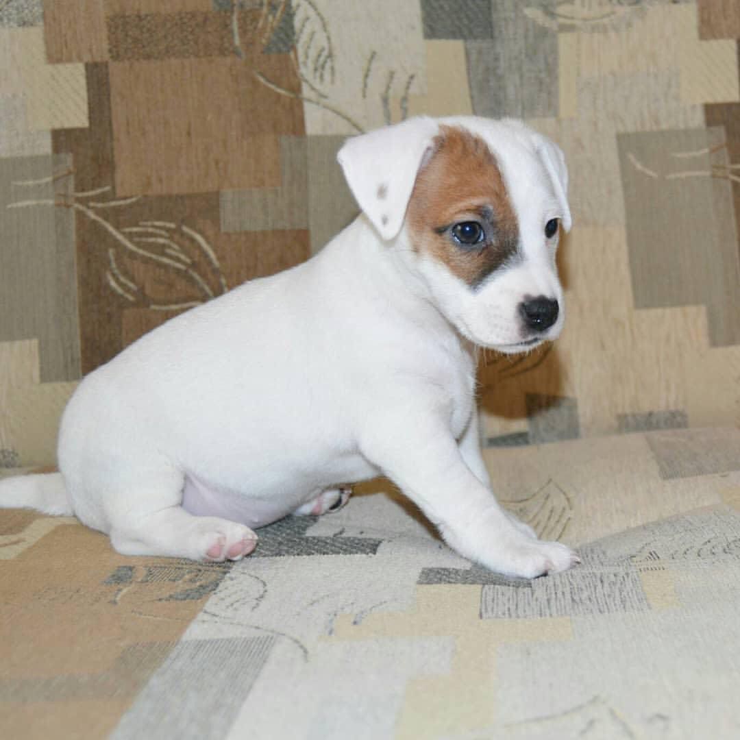 Jack Russell puppy  - Image 2