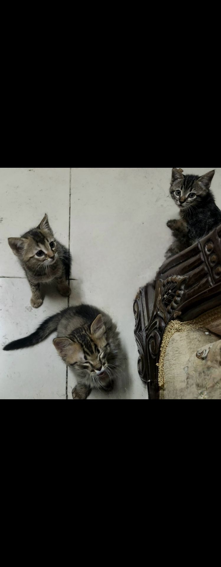 Kittens for Free - Image 4