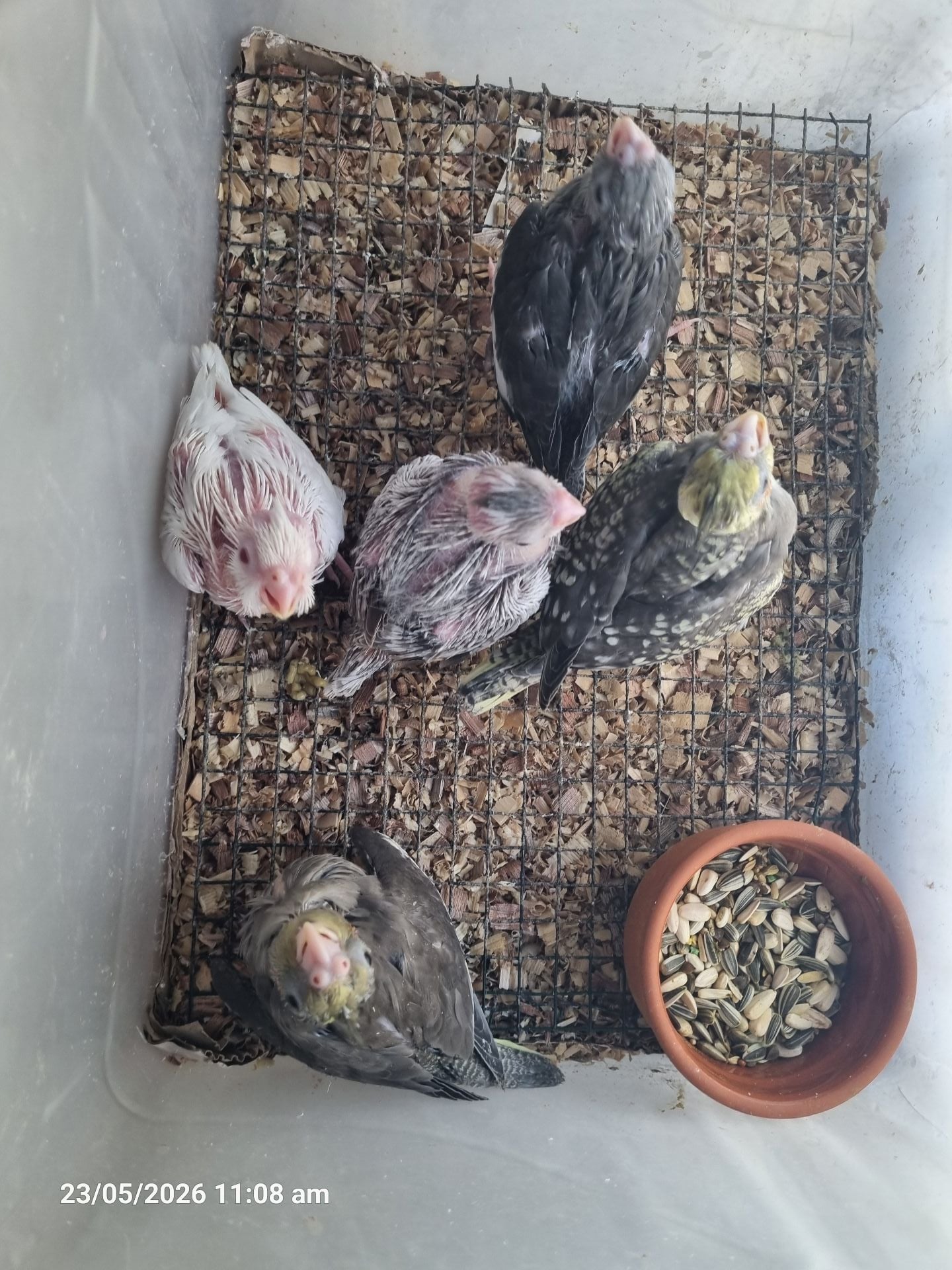 White Face Cockatiel Chicks فروخ كوكتيل وايت فيس  - Image 4
