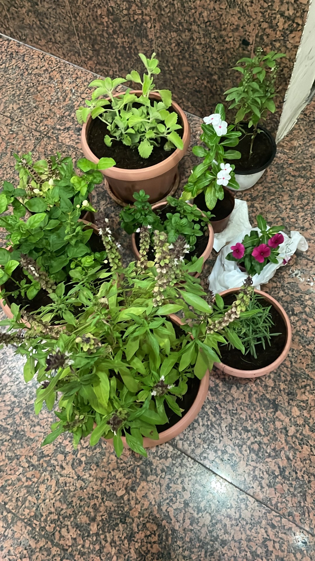 House balcony garden plants with jar  - Image 4
