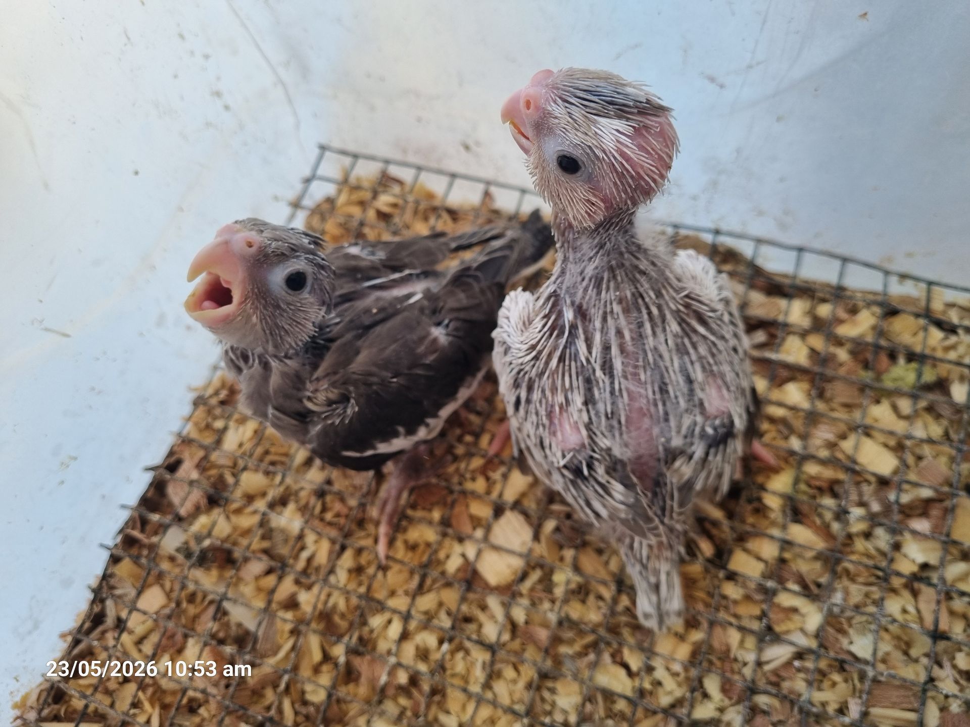 White Face Cockatiel Chicks فروخ كوكتيل وايت فيس - Image 1