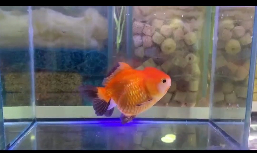 Ranchu and oranda - Image 3