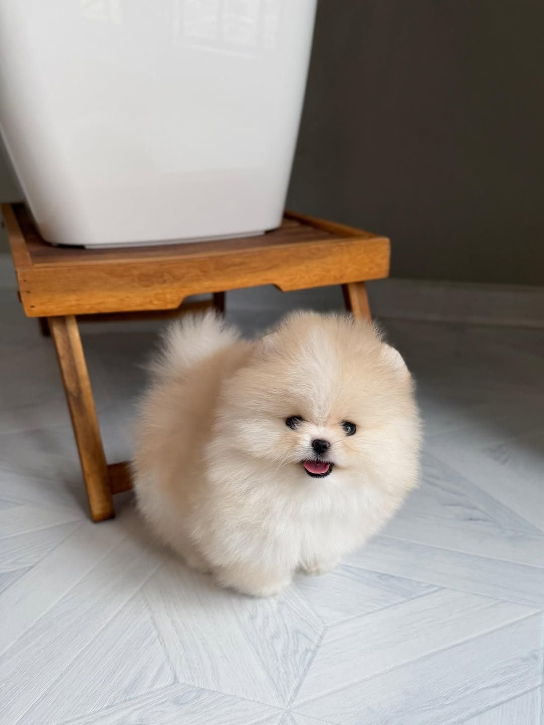 Teacup Pomeranian Puppy  - Image 2