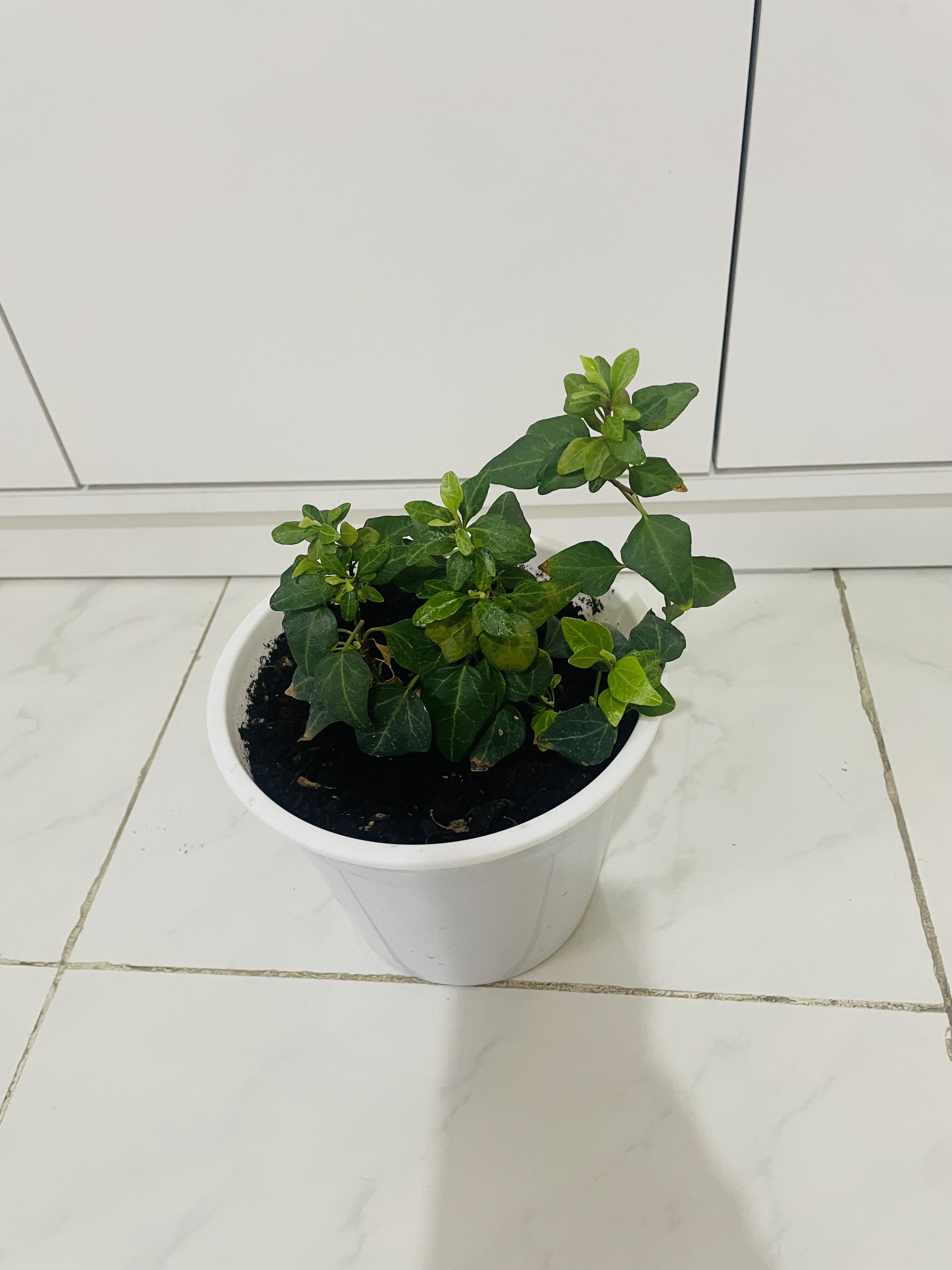 Indoor plants  - Image 8