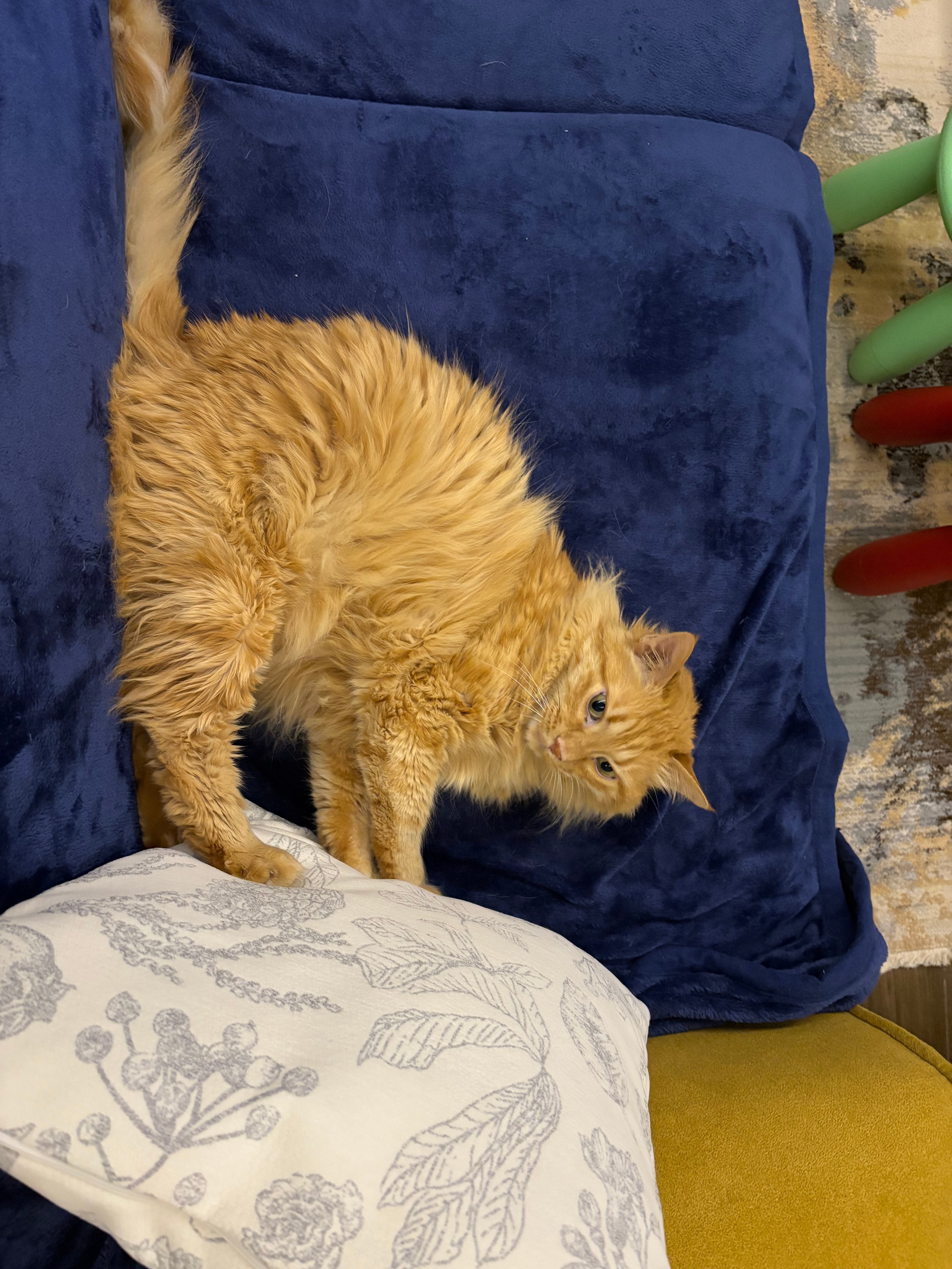 Domestic Cat for Rehome - Image 1