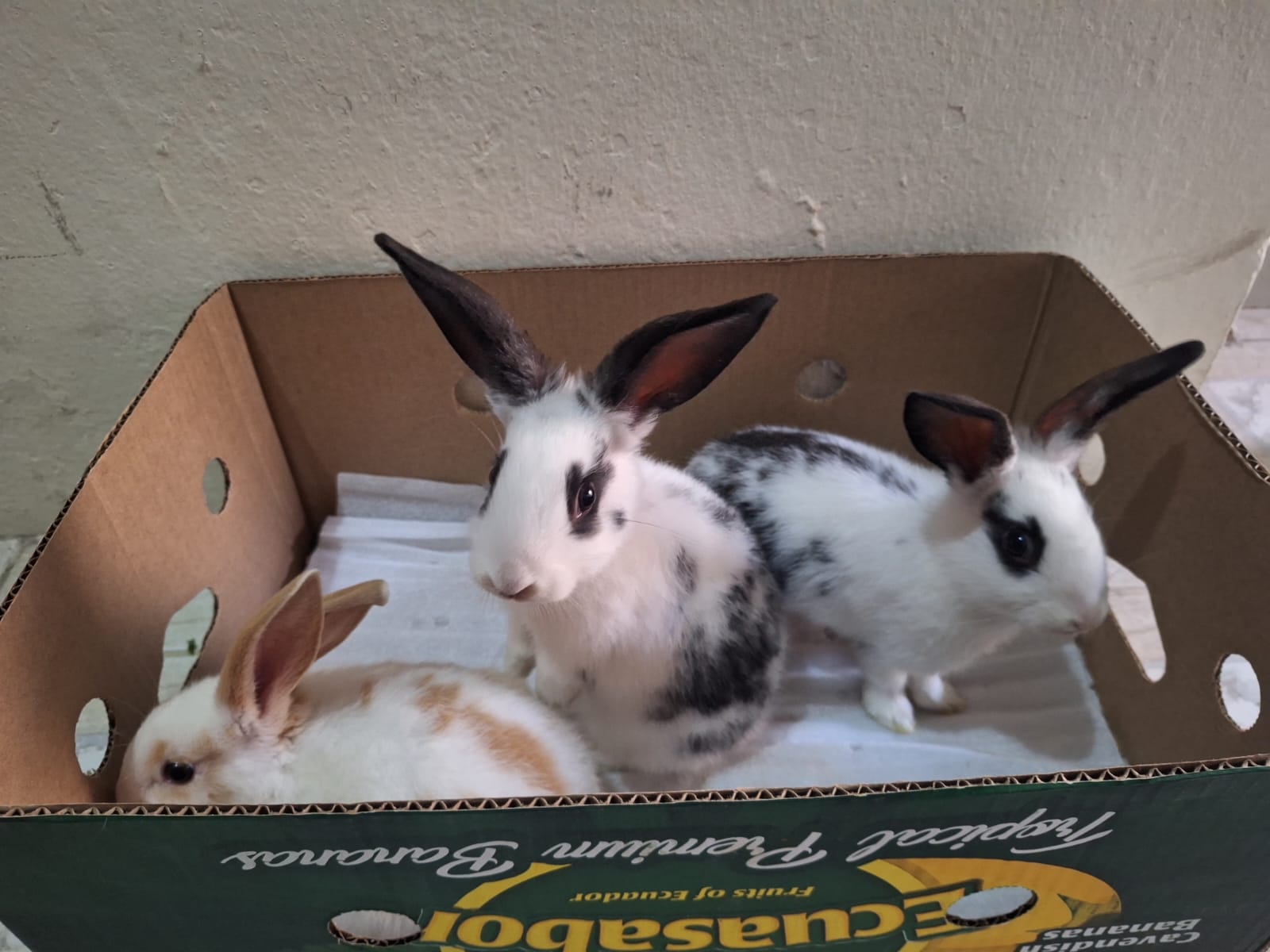  rabbits for sale  - Image 3