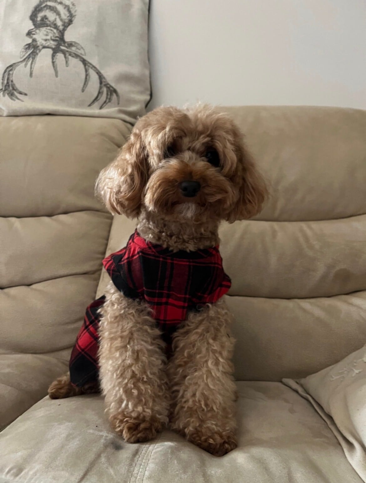 toy poodle reservation  - Image 7
