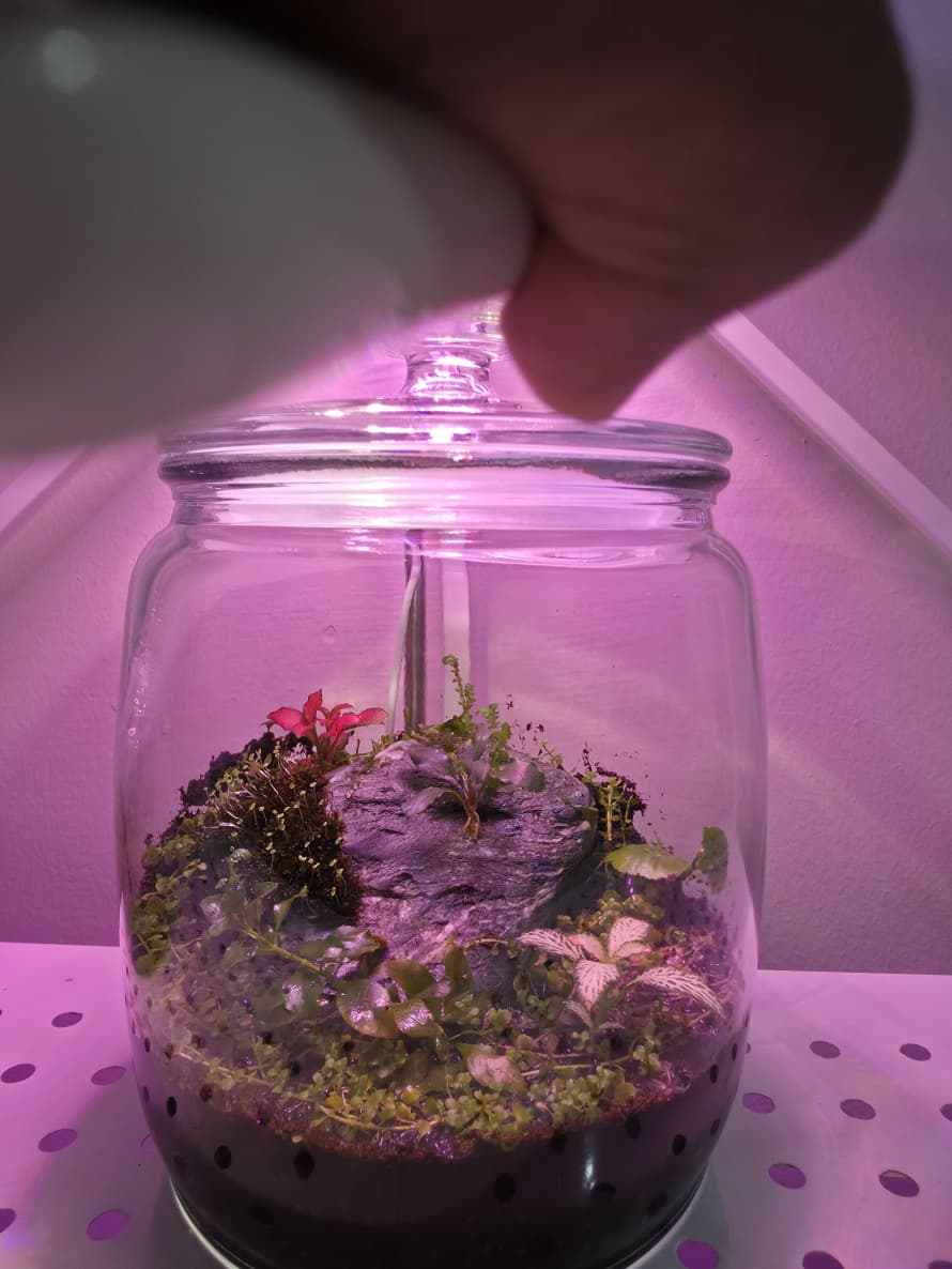 Handcrafted Mini Terrarium – Low Maintenance Indoor Garden - Image 1