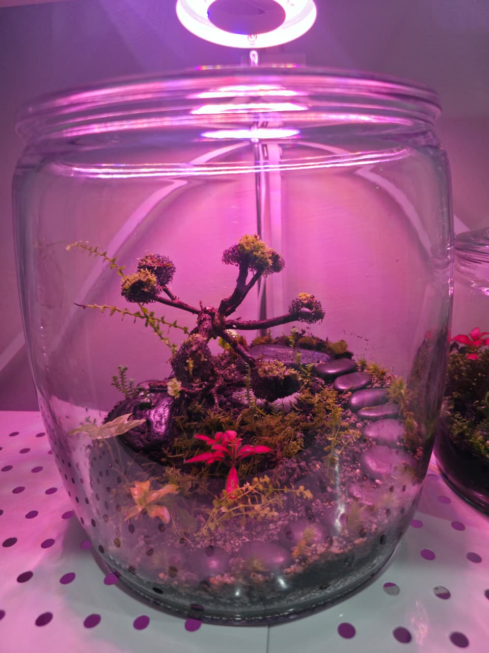 Handcrafted Mini Terrarium – Low Maintenance Indoor Garden - Image 3