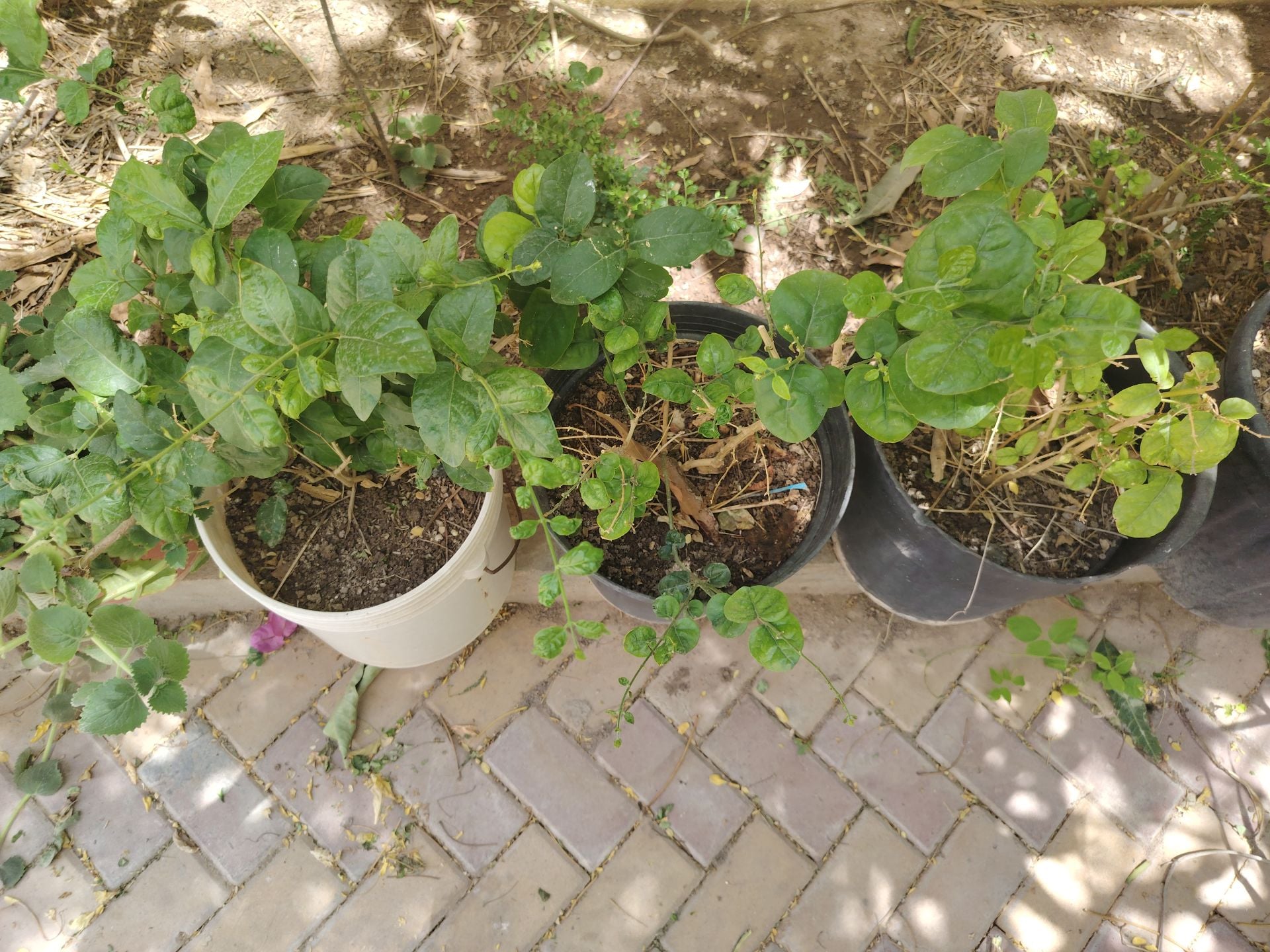 4 jasmine plant - Image 2