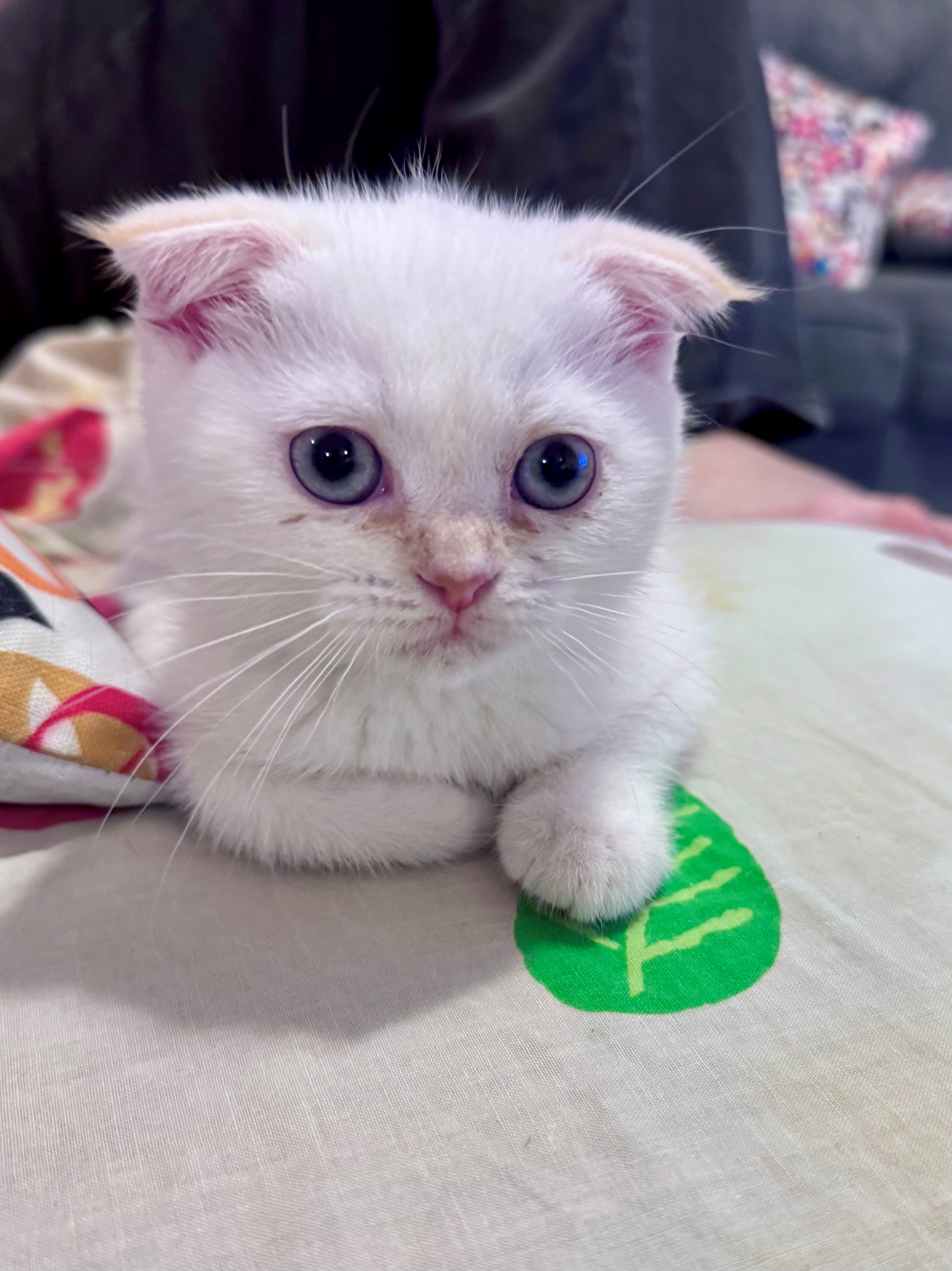 Beautiful Kitten 8 weeks old - Image 7