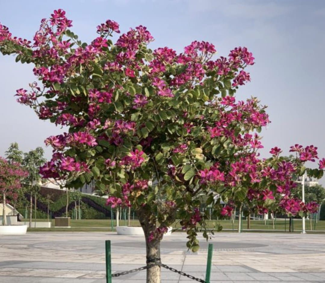 لأعمال تنسيق الحدائق 🌴🌴  55058746 - Image 7