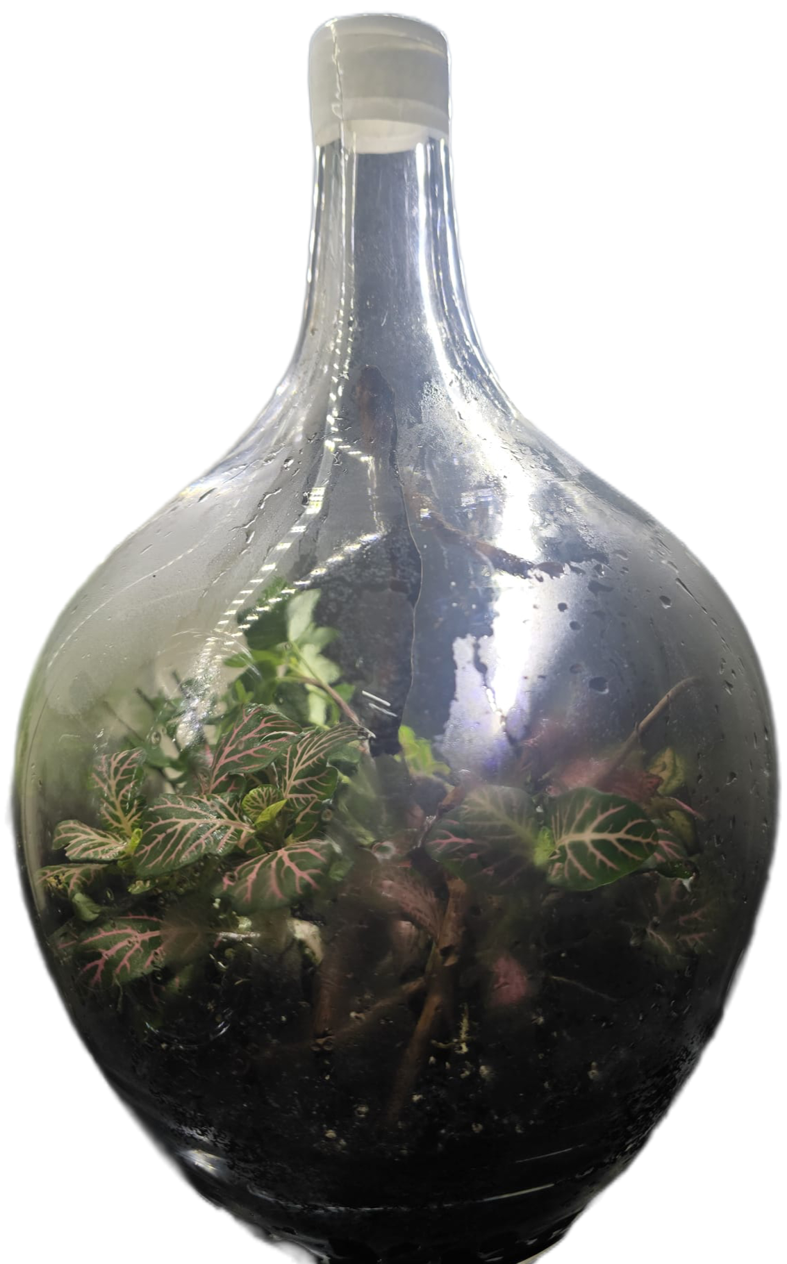 Terrarium plants - Image 1
