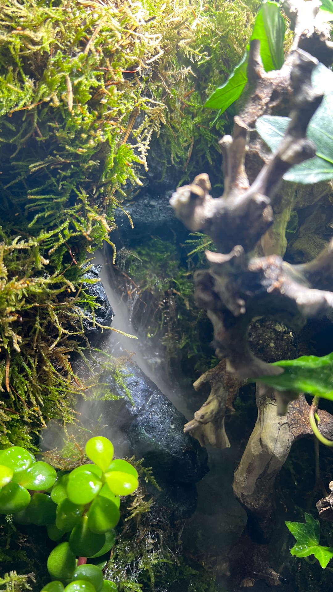  paludarium/terrarium for sale  - Image 5