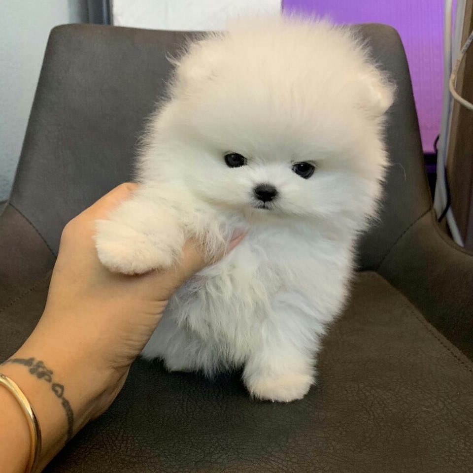 Amazing Pomeranian puppies ready for new home. - Image 4