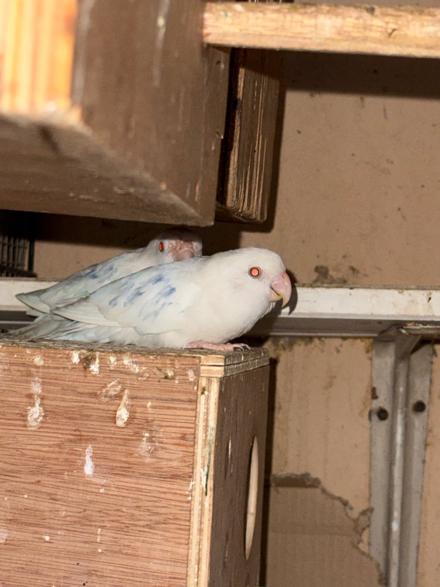 Lovebird - Image 2