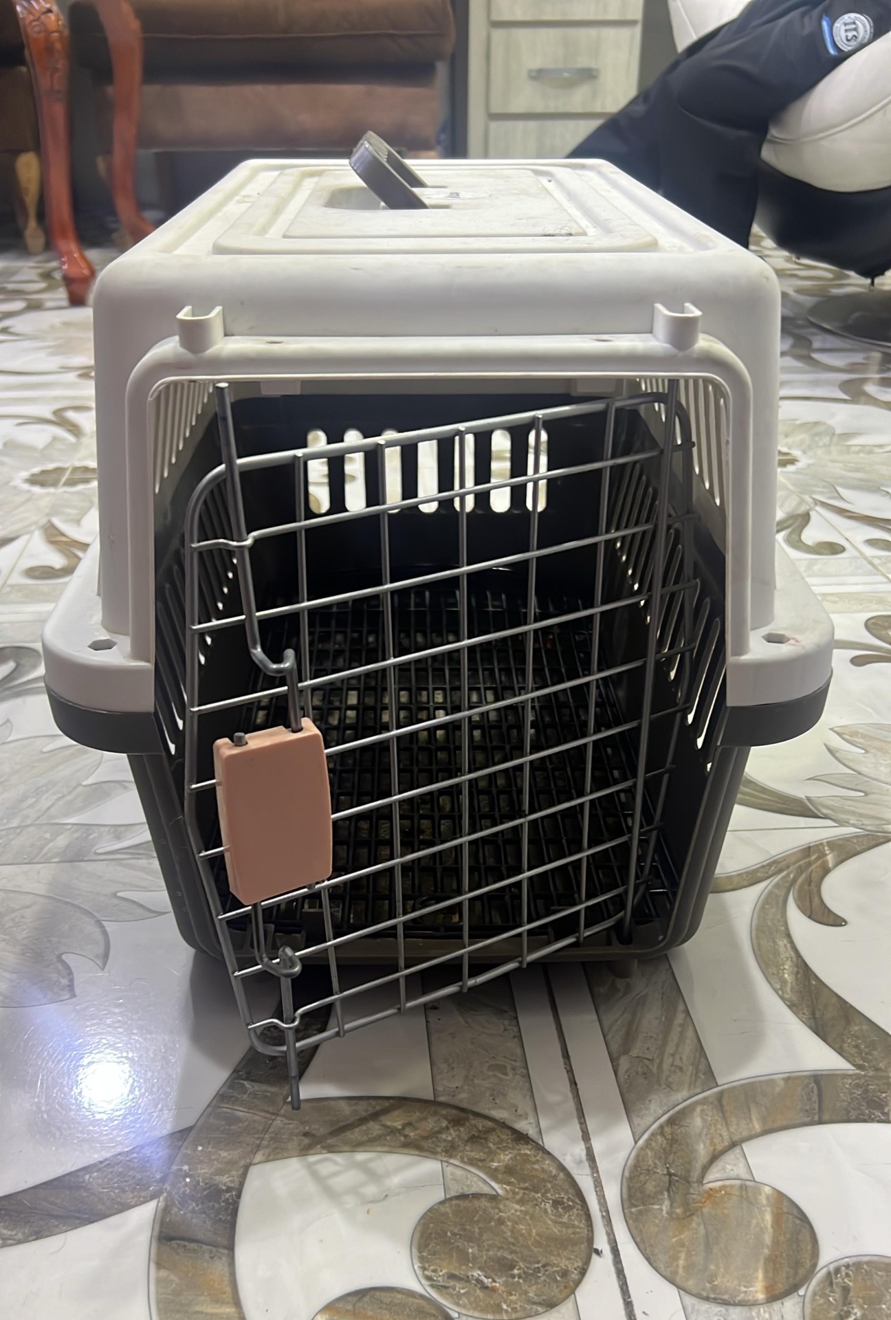 CAT FOR ADOPTION  - Image 3